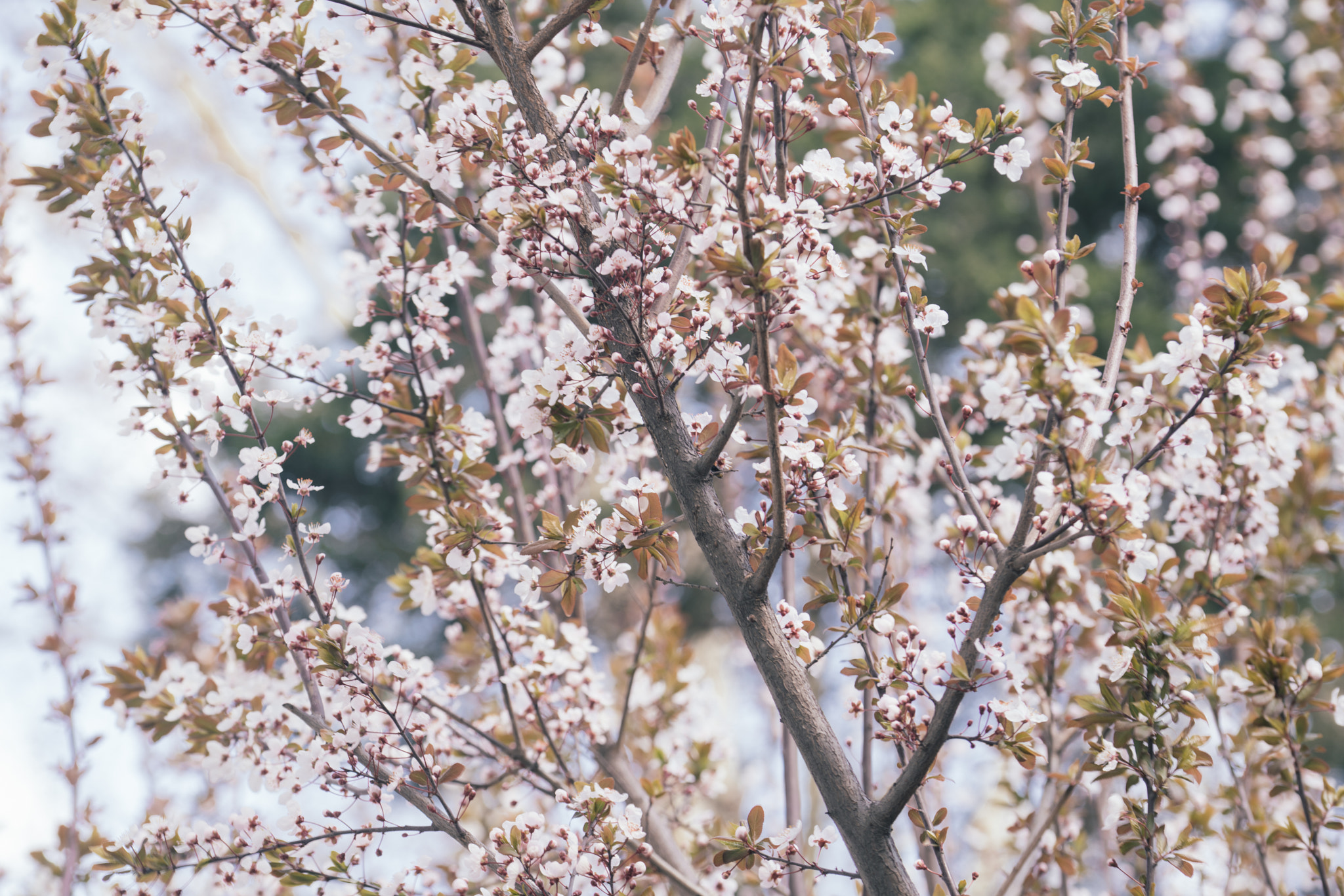 Sony a7R II sample photo. Flower under sunlight photography