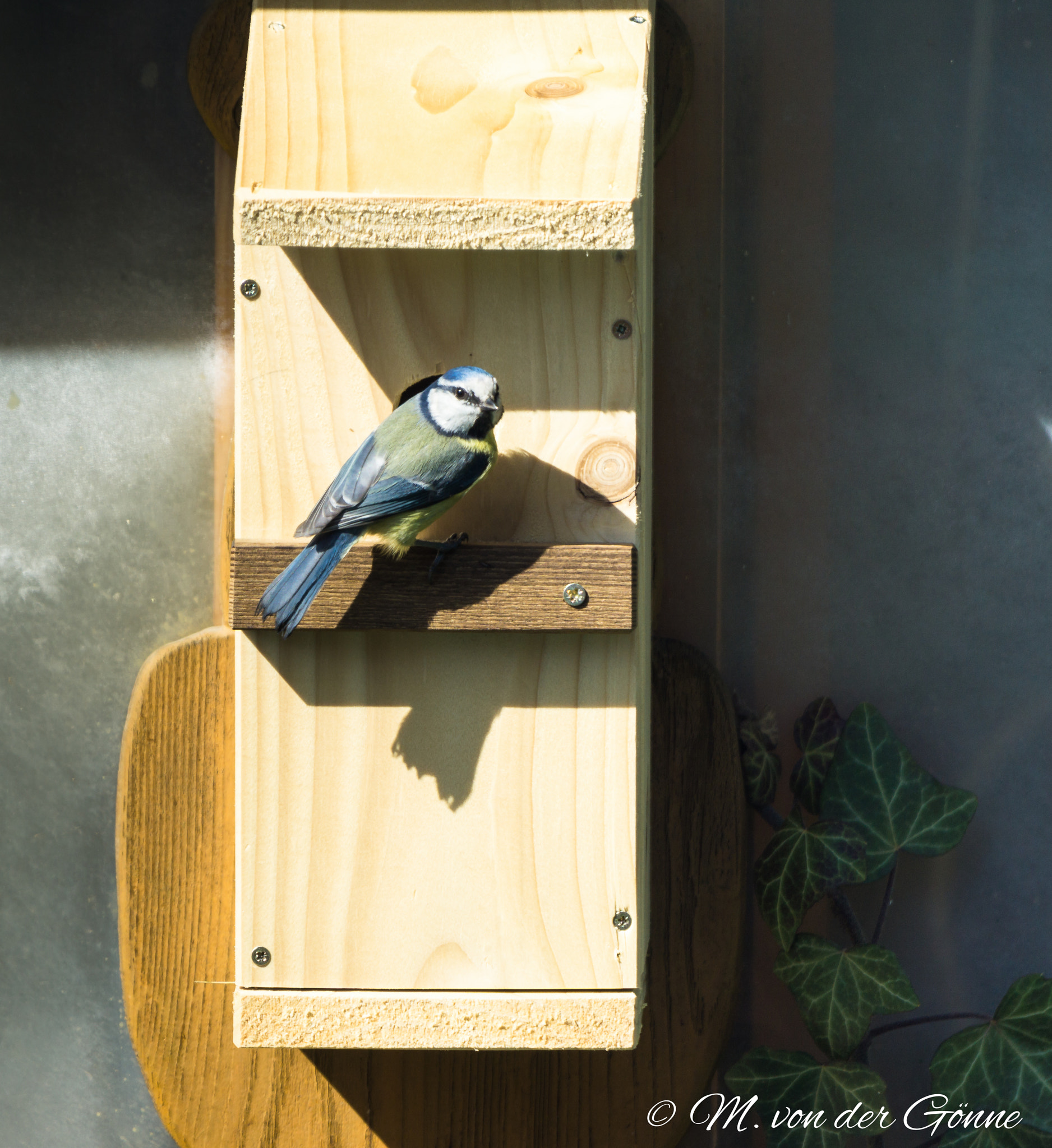 Sony a6000 + Sony 70-400mm F4-5.6 G SSM sample photo. Blaumeise mit nistkasten photography