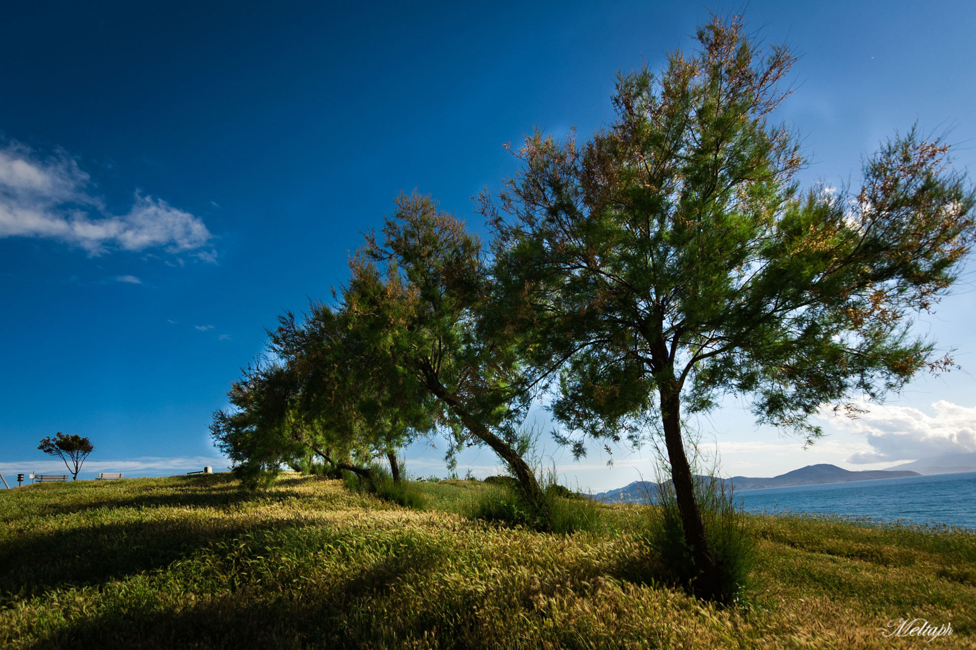 Nikon D50 sample photo. Trees photography