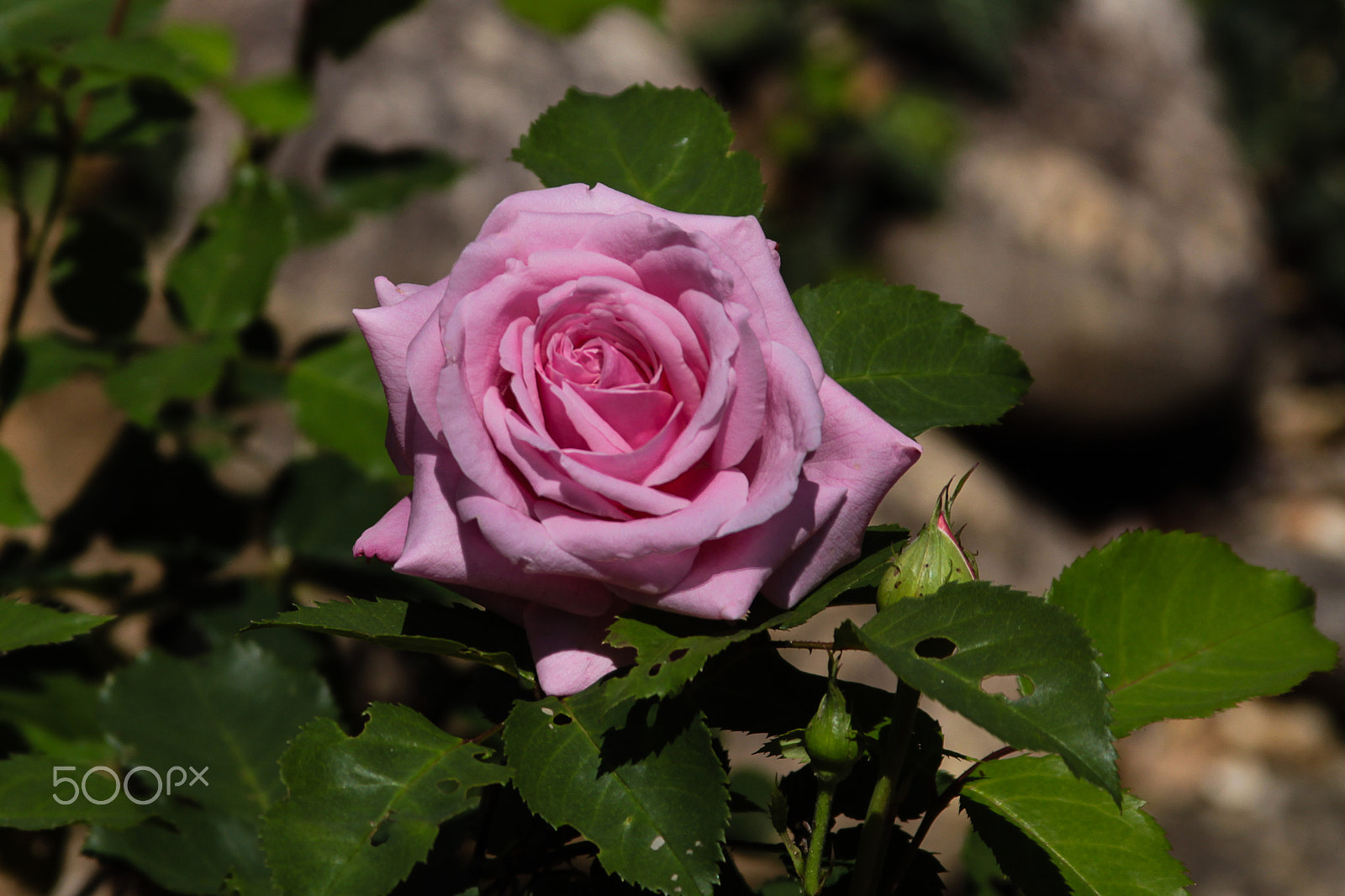 Canon EF 28-135mm F3.5-5.6 IS USM sample photo. Summer rose photography