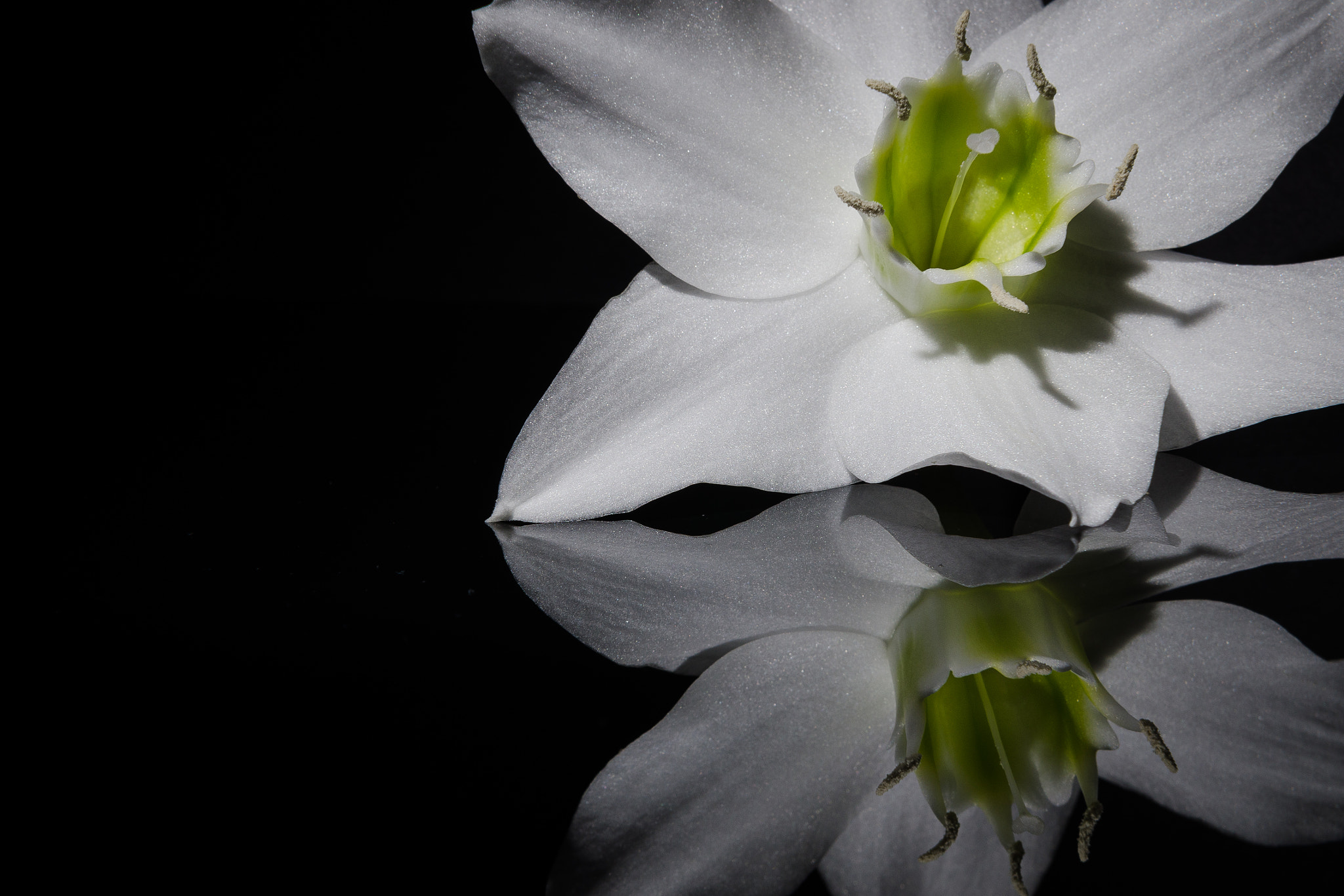 Nikon D7000 sample photo. Reflected flower photography