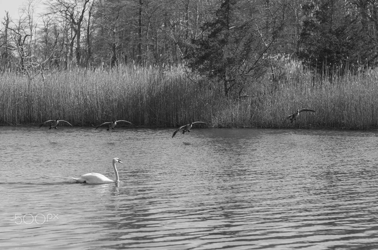 Pentax K-5 + Pentax smc FA 77mm 1.8 Limited sample photo. Funny landing on water of geese photography