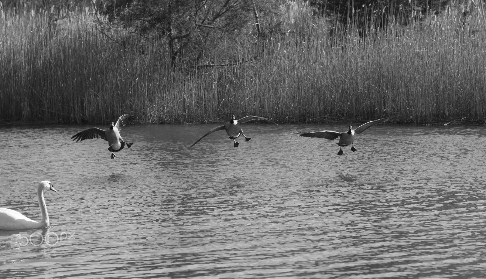 Pentax K-5 sample photo. Funny landing on water of geese photography