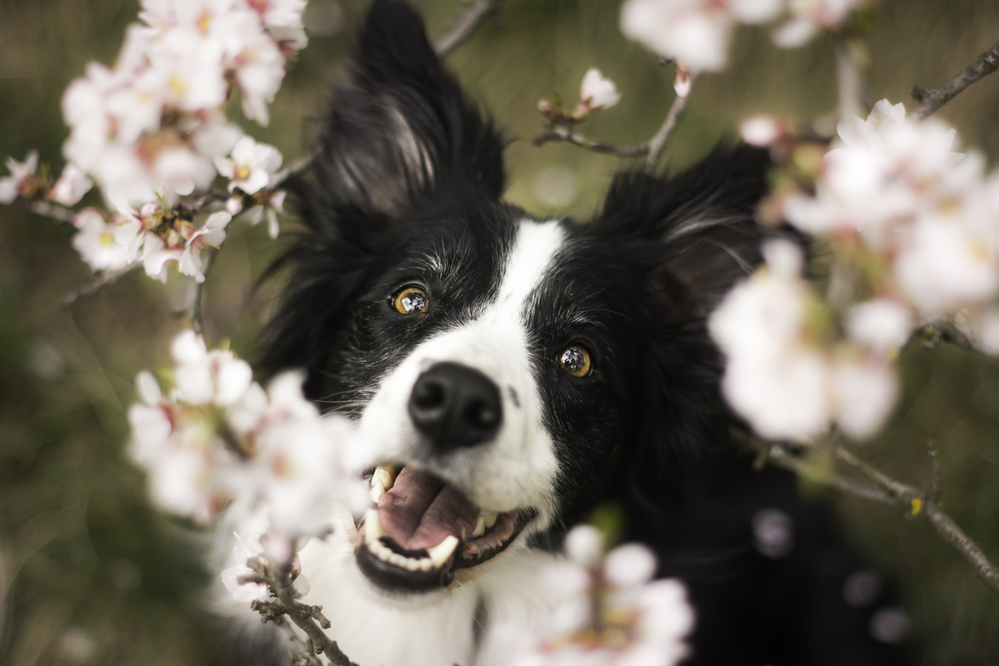 Nikon D7100 + Nikon AF-S Nikkor 50mm F1.4G sample photo. Spring photography