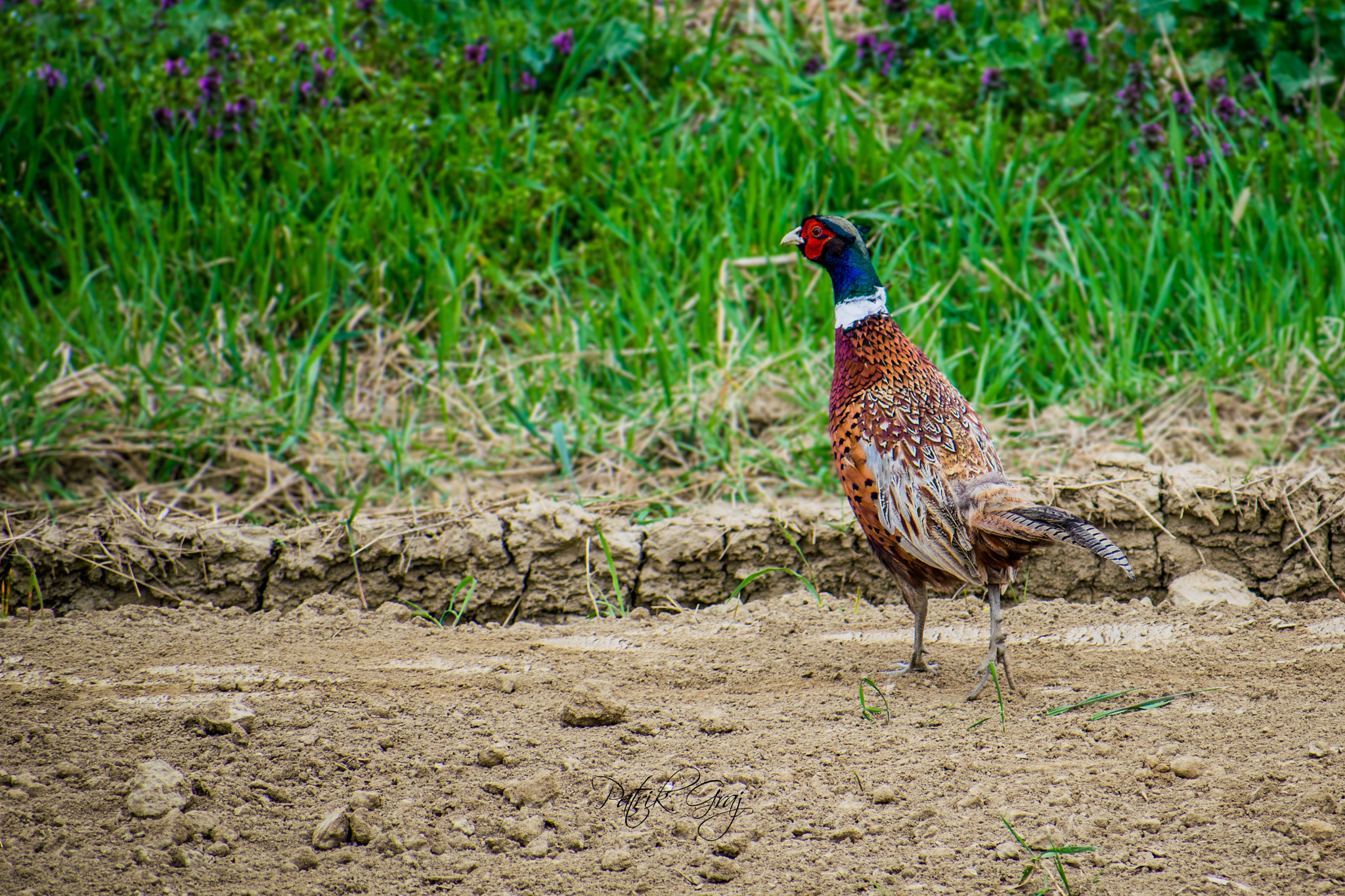 Nikon D5300 + Sigma 70-300mm F4-5.6 DG OS sample photo. Pheasant photography