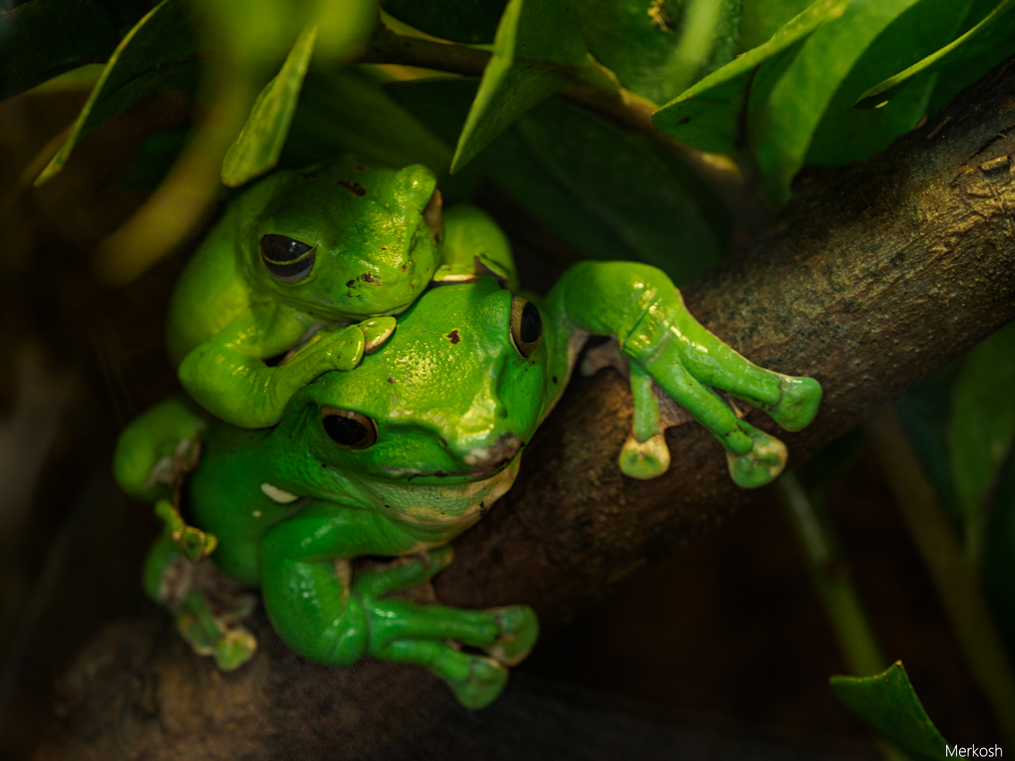 Olympus OM-D E-M1 Mark II sample photo. Kiss that frog photography