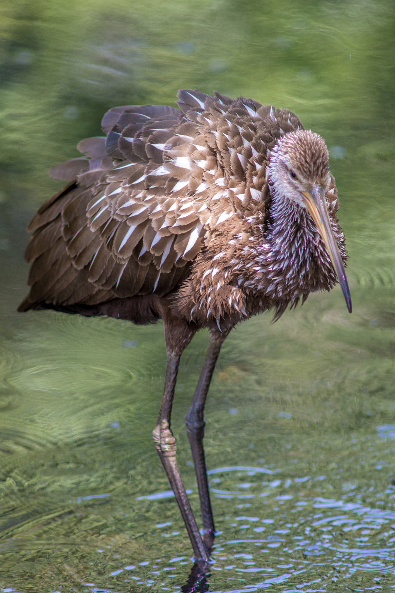 Nikon D610 + AF Nikkor 300mm f/4 IF-ED sample photo. Limpkin photography