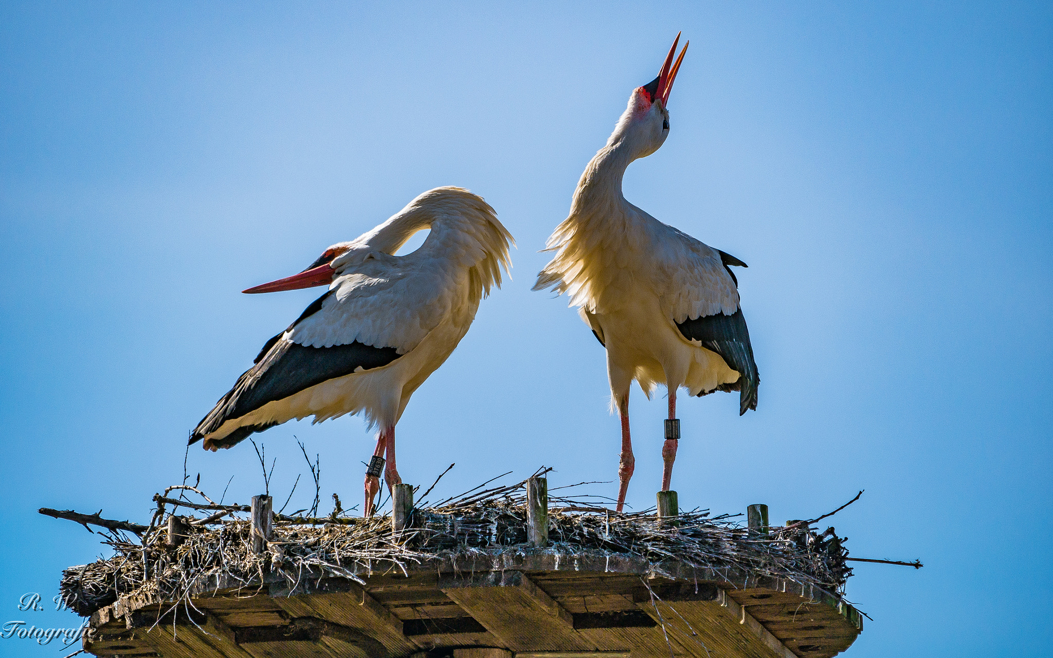 Panasonic DMC-G81 + LEICA DG 100-400/F4.0-6.3 sample photo. Storchenpaar photography