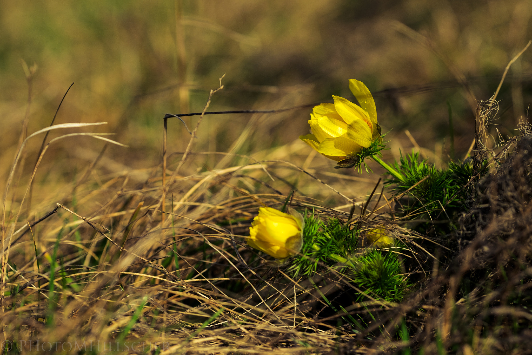 Fujifilm X-T1 + Fujifilm XF 90mm F2 R LM WR sample photo. Yellow flower photography