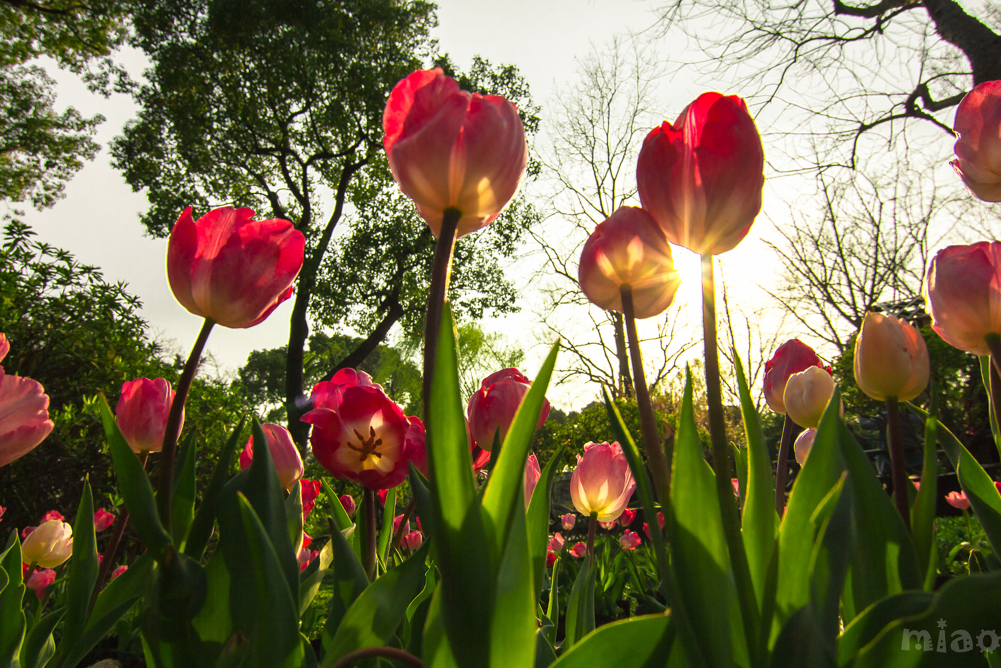 Tokina AT-X 12-28mm F4 Pro DX sample photo. Tulip photography