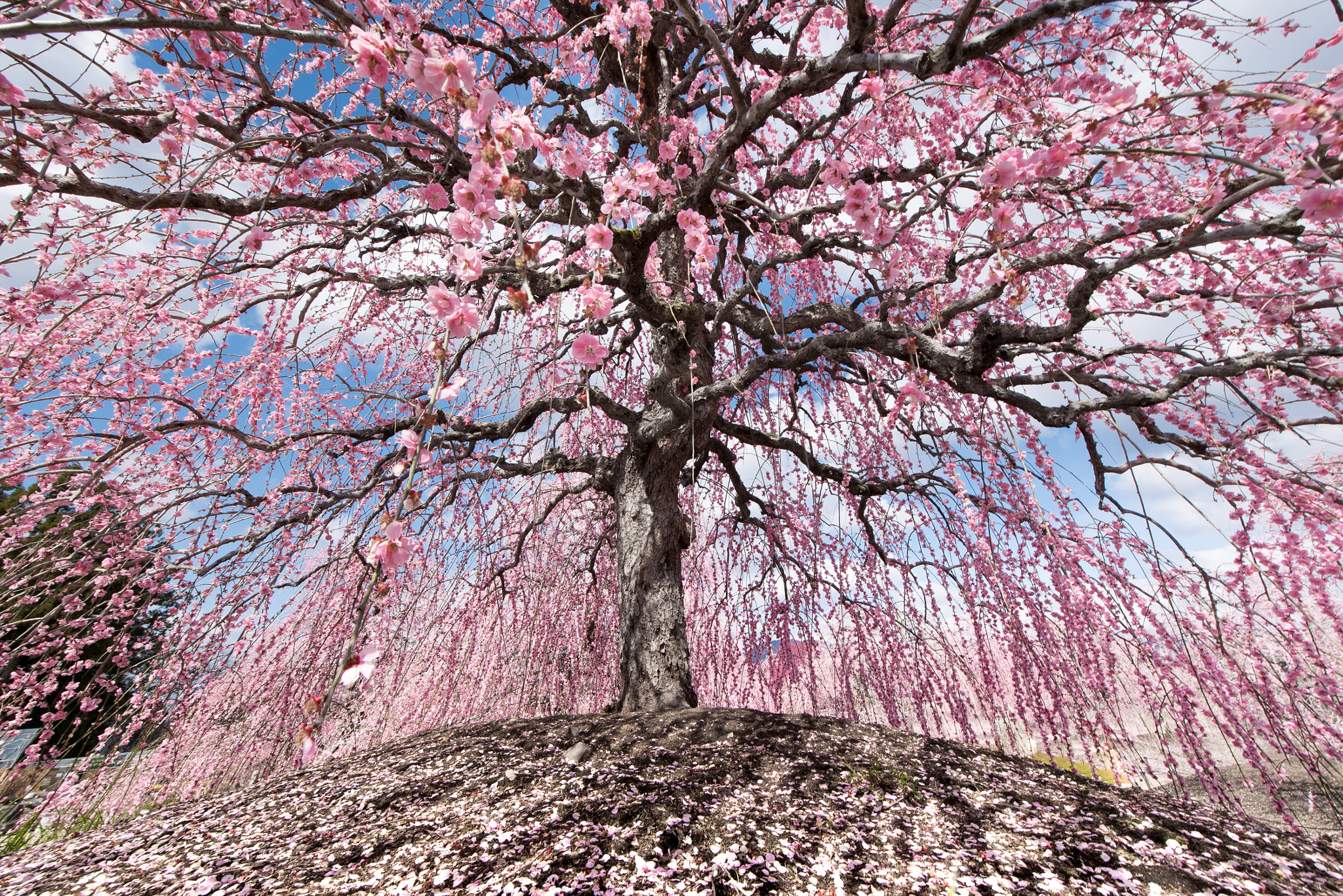 Tamron SP 15-30mm F2.8 Di VC USD sample photo. Blossom rain photography