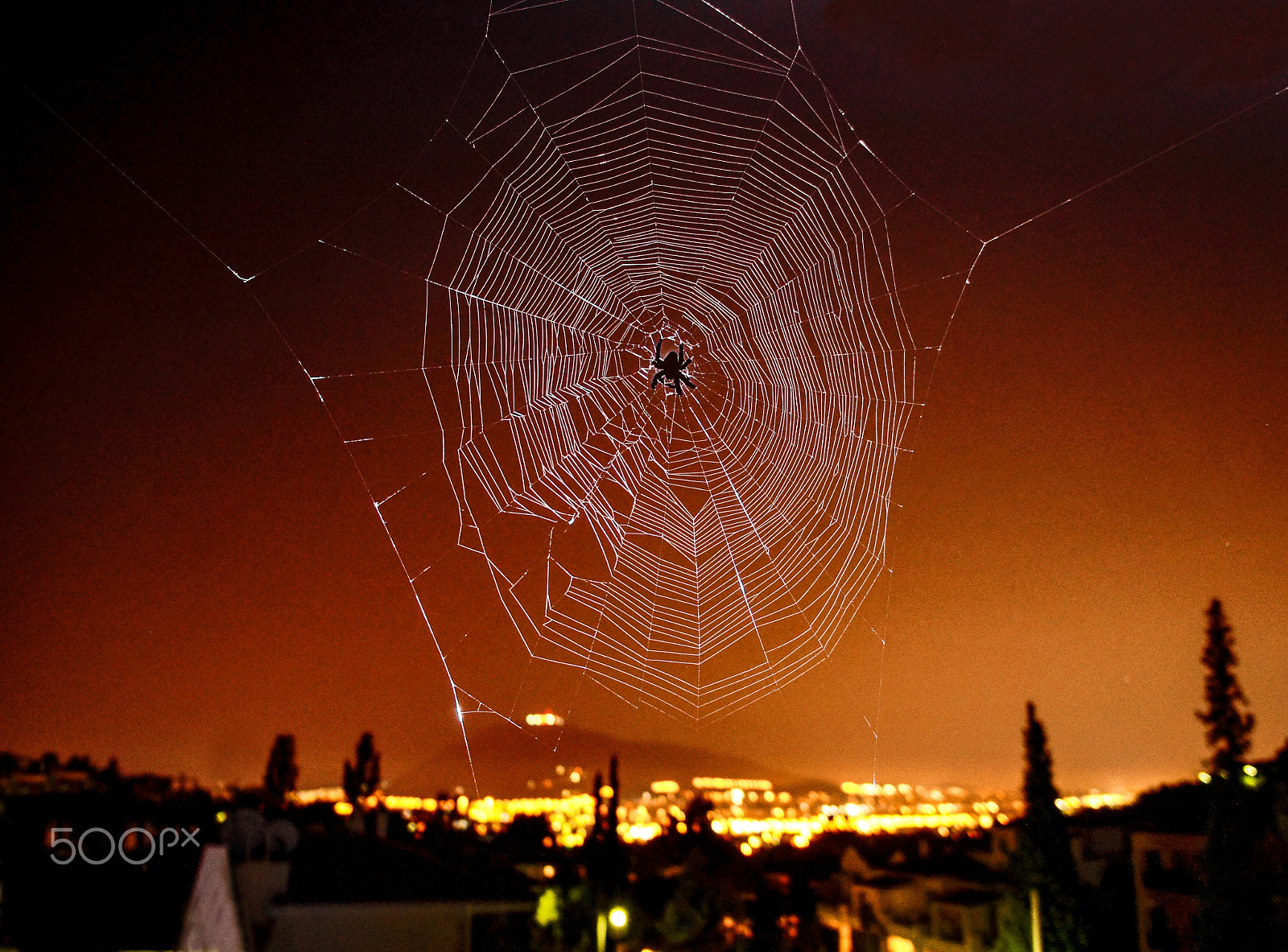 Sony Alpha NEX-C3 + Sony E 18-55mm F3.5-5.6 OSS sample photo. Spider 1 photography