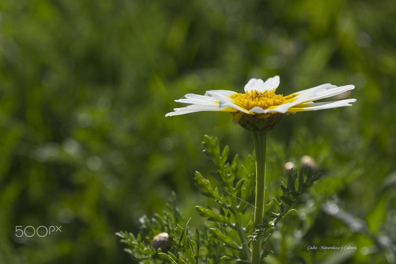 Canon EOS 550D (EOS Rebel T2i / EOS Kiss X4) sample photo. Sombrilla photography