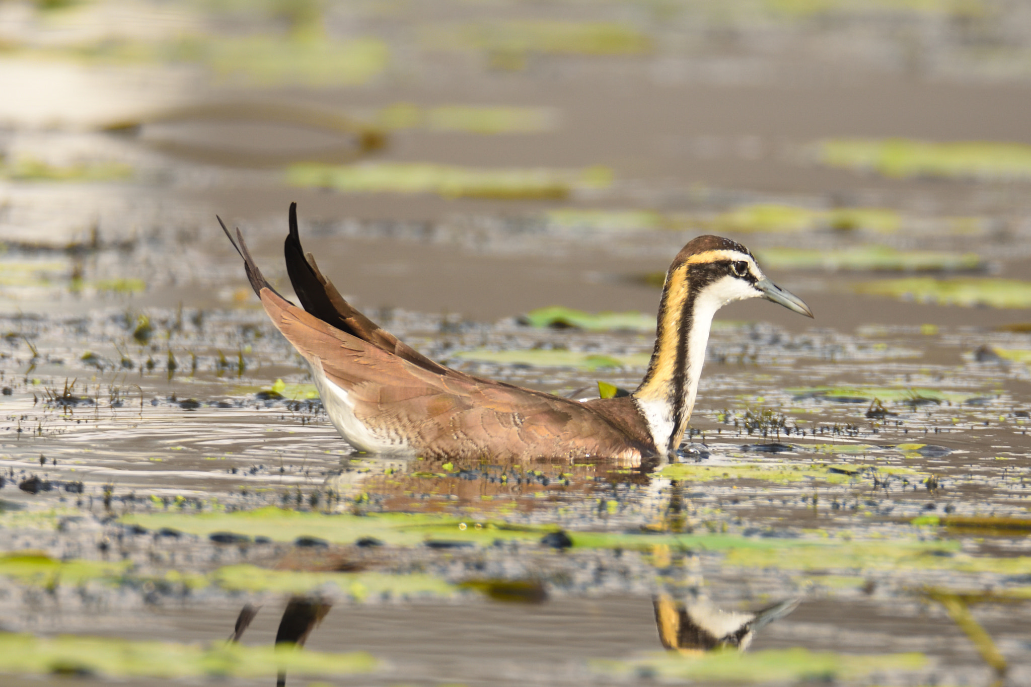 Nikon D7200 sample photo. Pheasant-tailed jacana photography