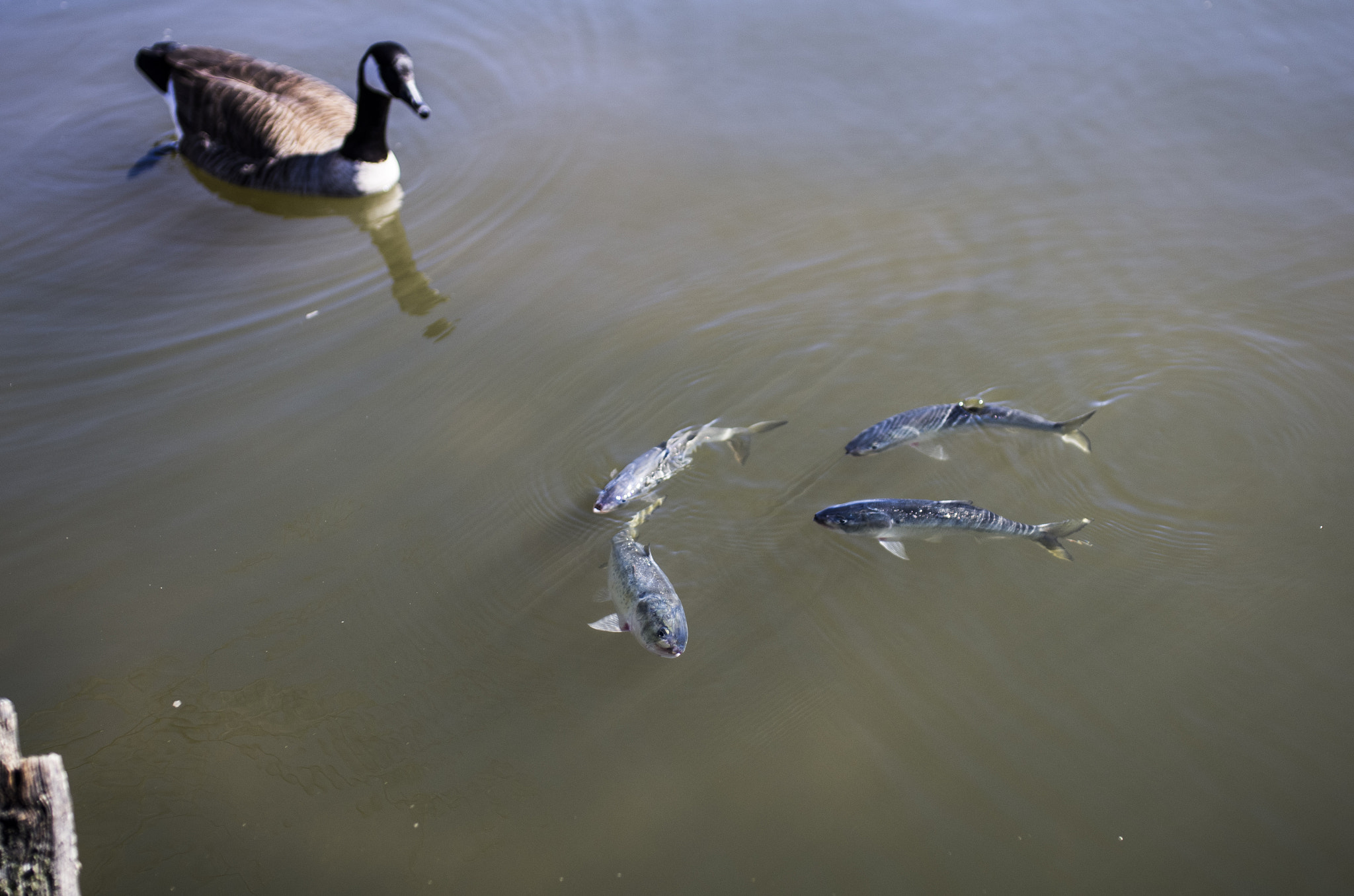 Pentax K-5 + Sigma 35mm F1.4 DG HSM Art sample photo. Curious goose with atlantic menhaden photography