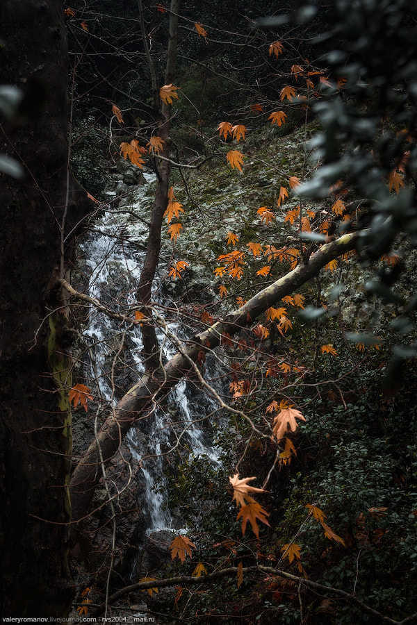 Sony a99 II + Sony Vario-Sonnar T* 24-70mm F2.8 ZA SSM sample photo. Golden leaves of troodos photography