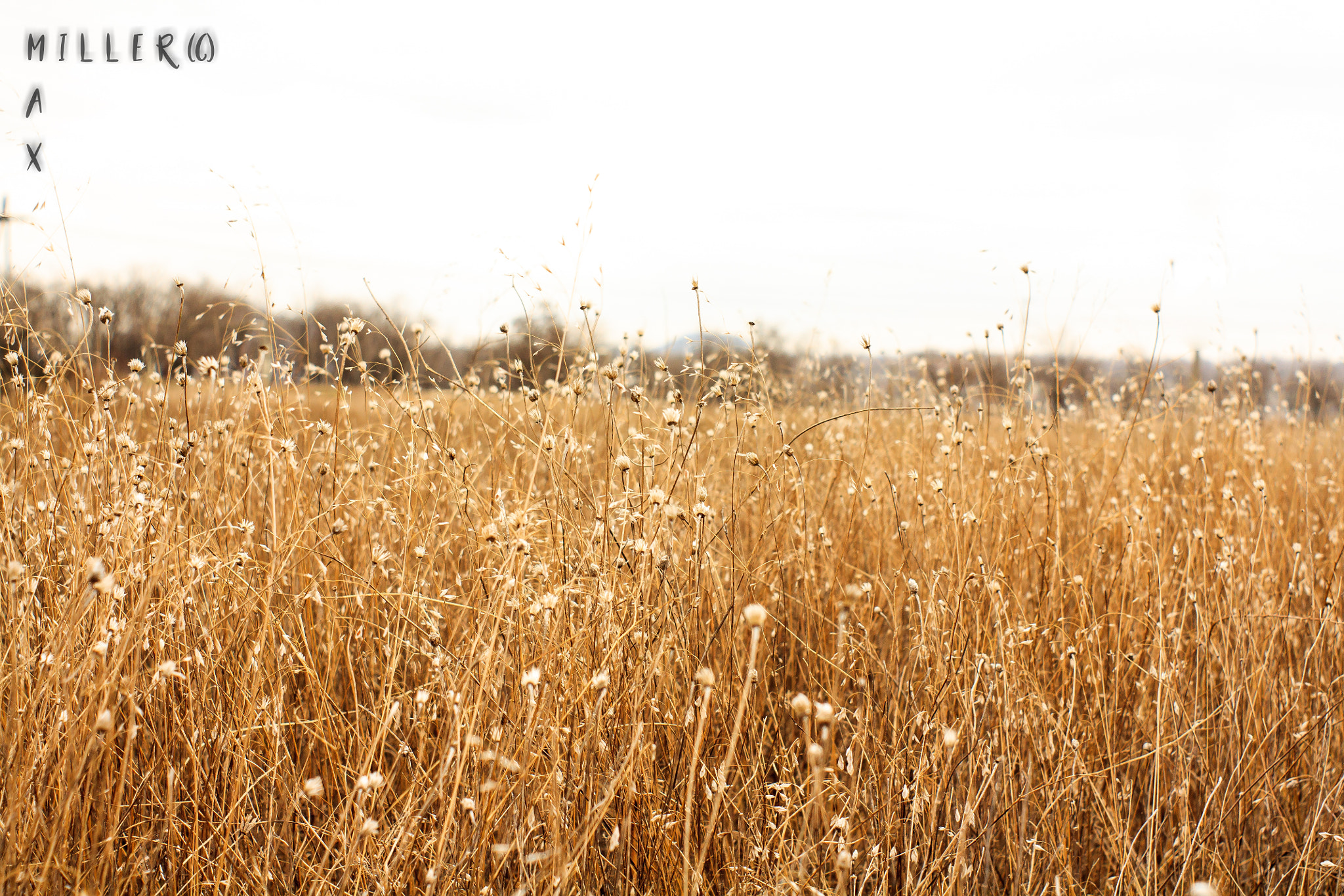 Canon EF 35-80mm f/4-5.6 sample photo. In the fields photography
