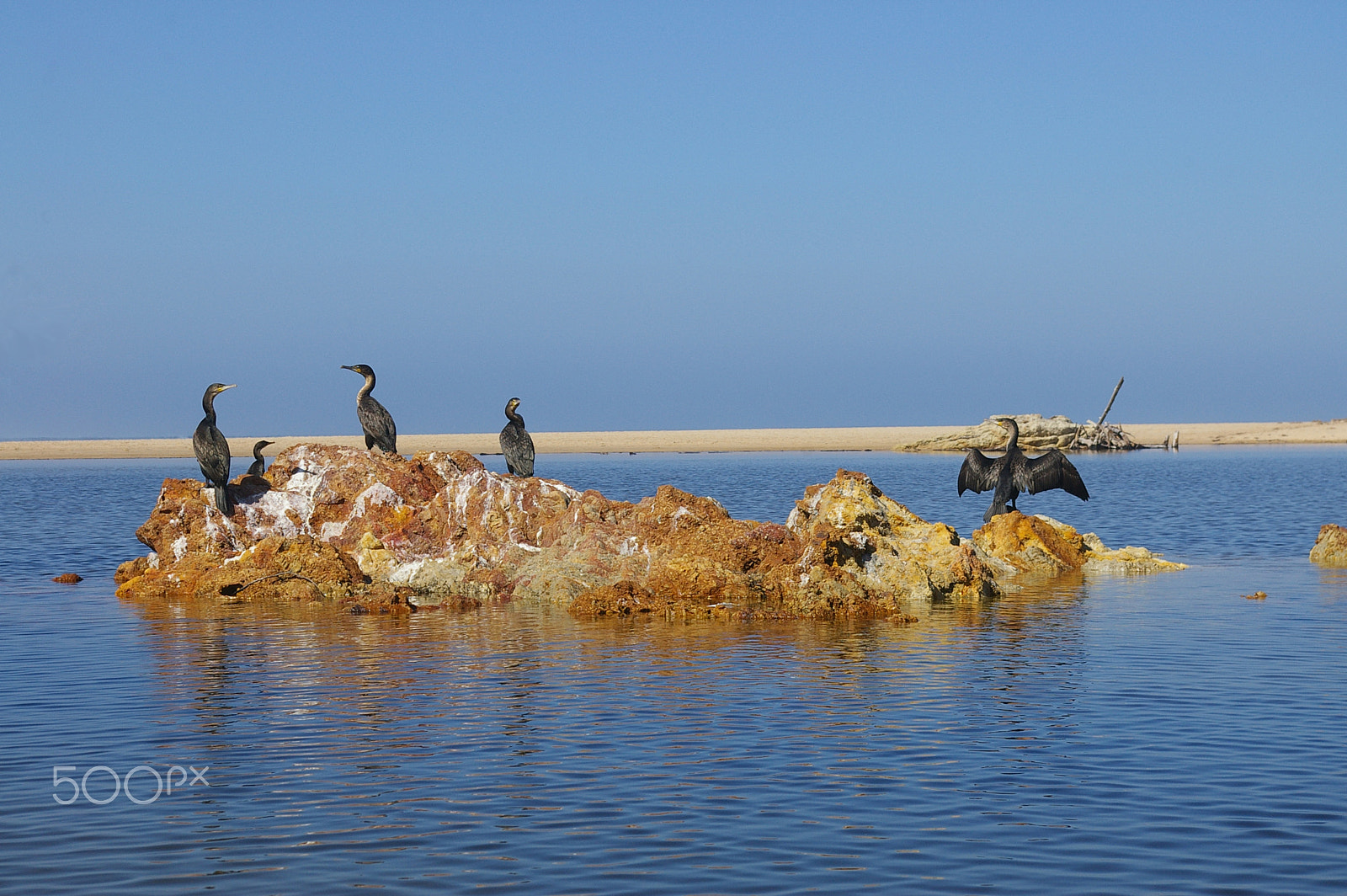 Pentax *ist DL2 + Pentax smc DA 18-55mm F3.5-5.6 AL sample photo. Cormorants catching some rays photography