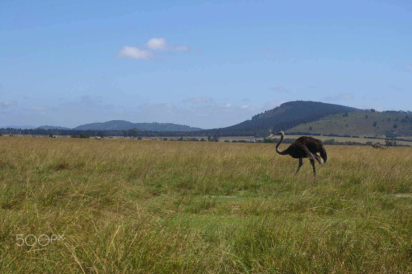 Pentax smc DA 18-55mm F3.5-5.6 AL sample photo. Plettenberg ostrich photography