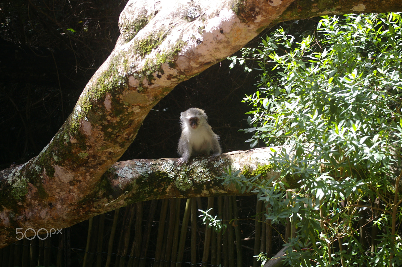 Pentax smc DA 18-55mm F3.5-5.6 AL sample photo. Curious monkey photography