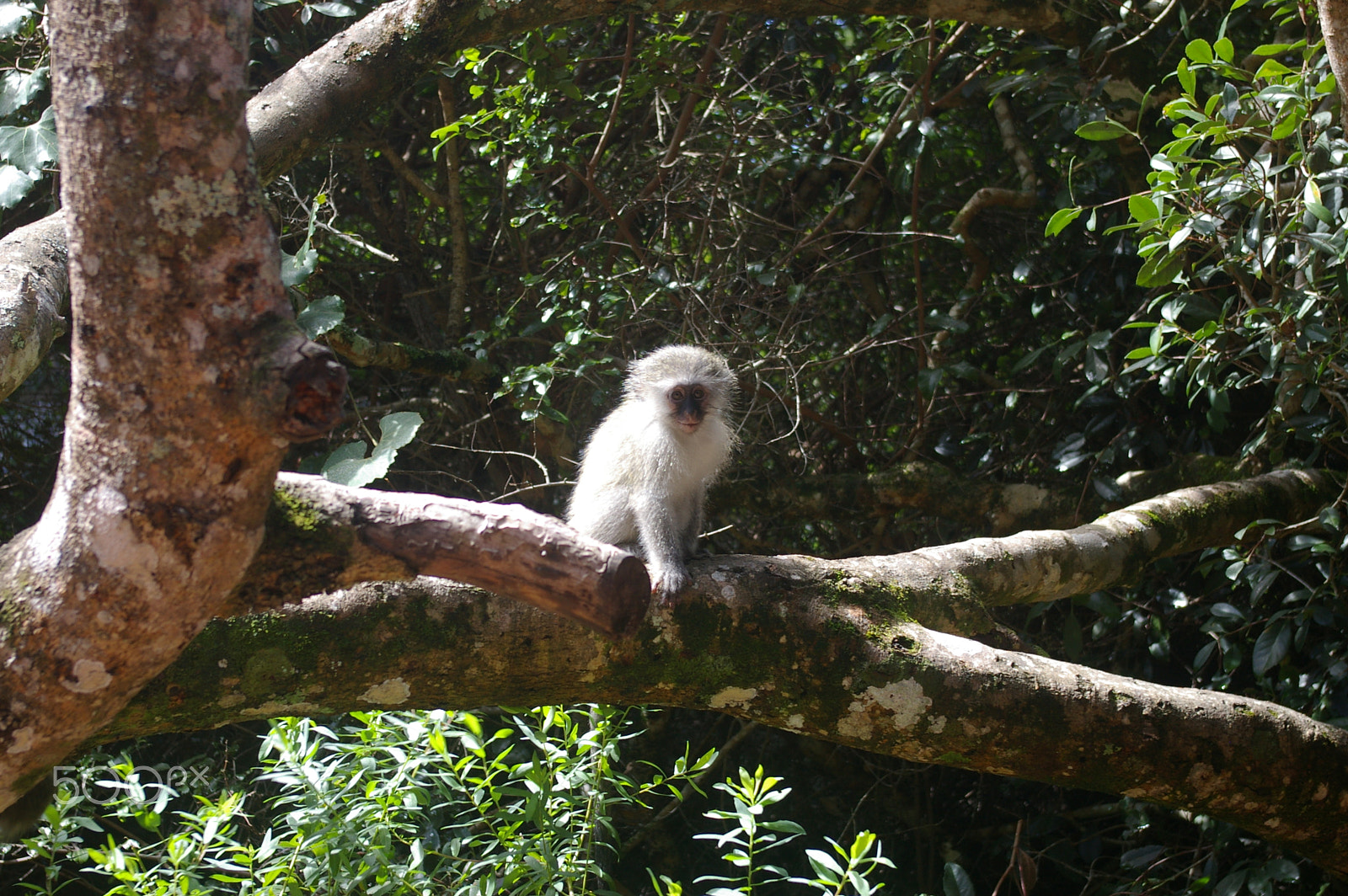 Pentax *ist DL2 + Pentax smc DA 18-55mm F3.5-5.6 AL sample photo. Cute little vervet monkey photography