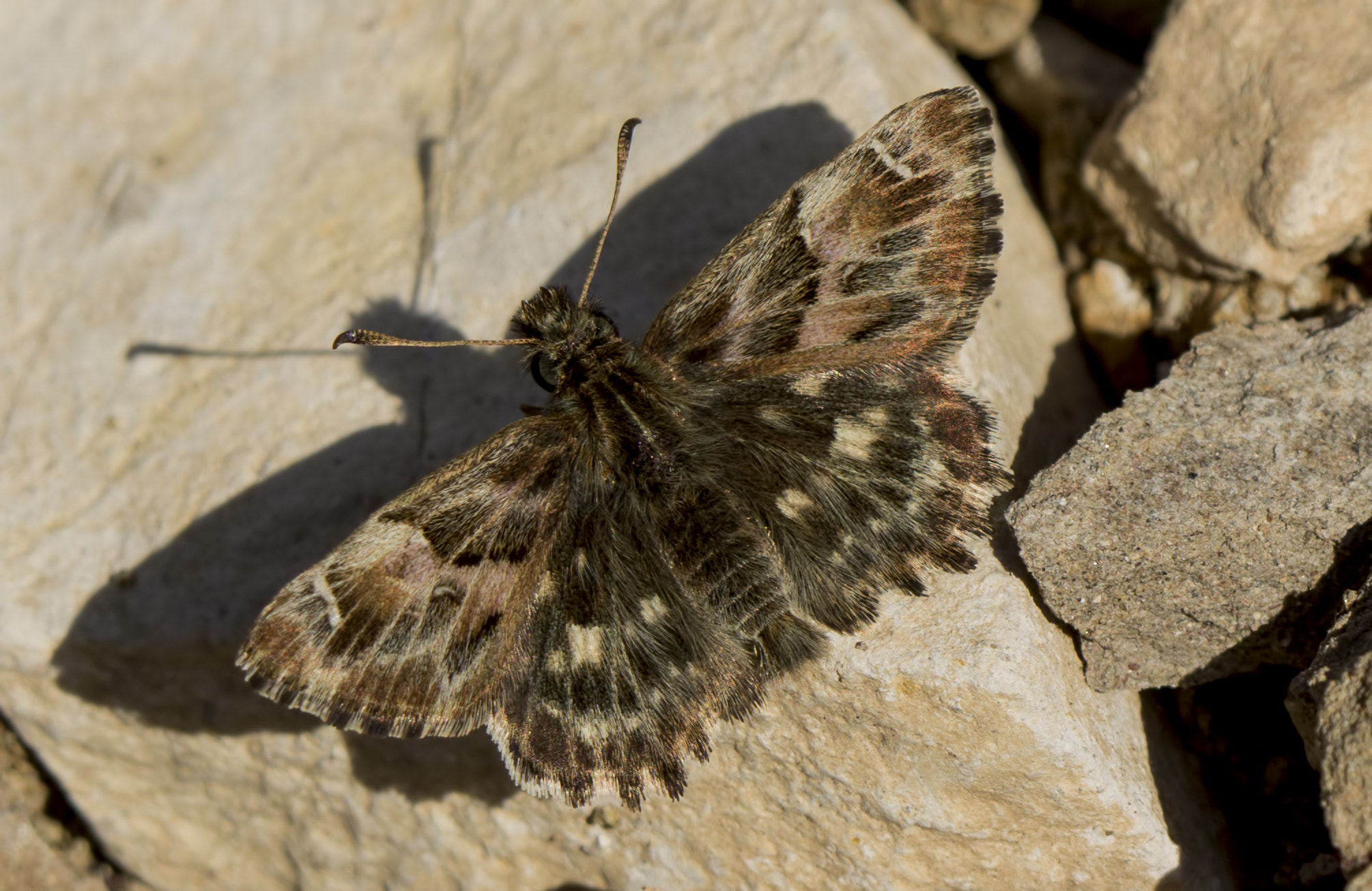 Canon EF 100mm F2.8 Macro USM sample photo. Hatmi zıpzıpı photography