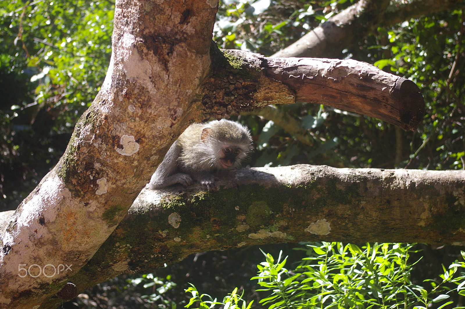 Pentax *ist DL2 + Pentax smc DA 18-55mm F3.5-5.6 AL sample photo. Vervet monkey photography