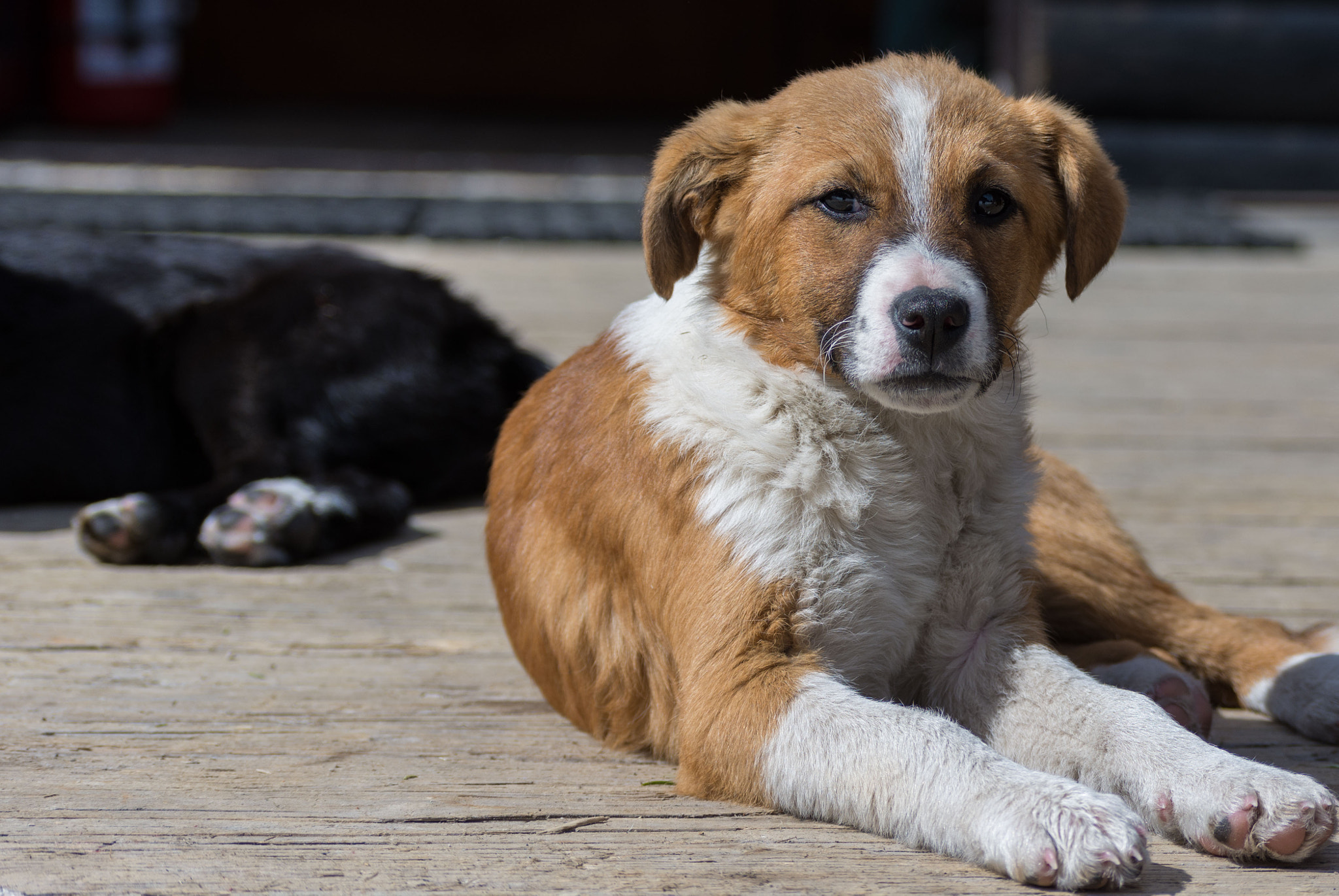 Nikon D7200 sample photo. Puppy photography