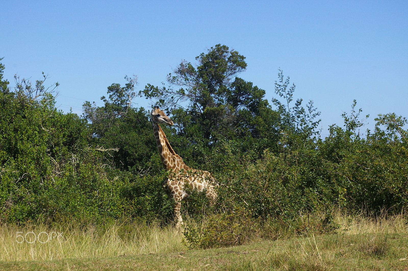Pentax *ist DL2 sample photo. Giraffe in plett photography