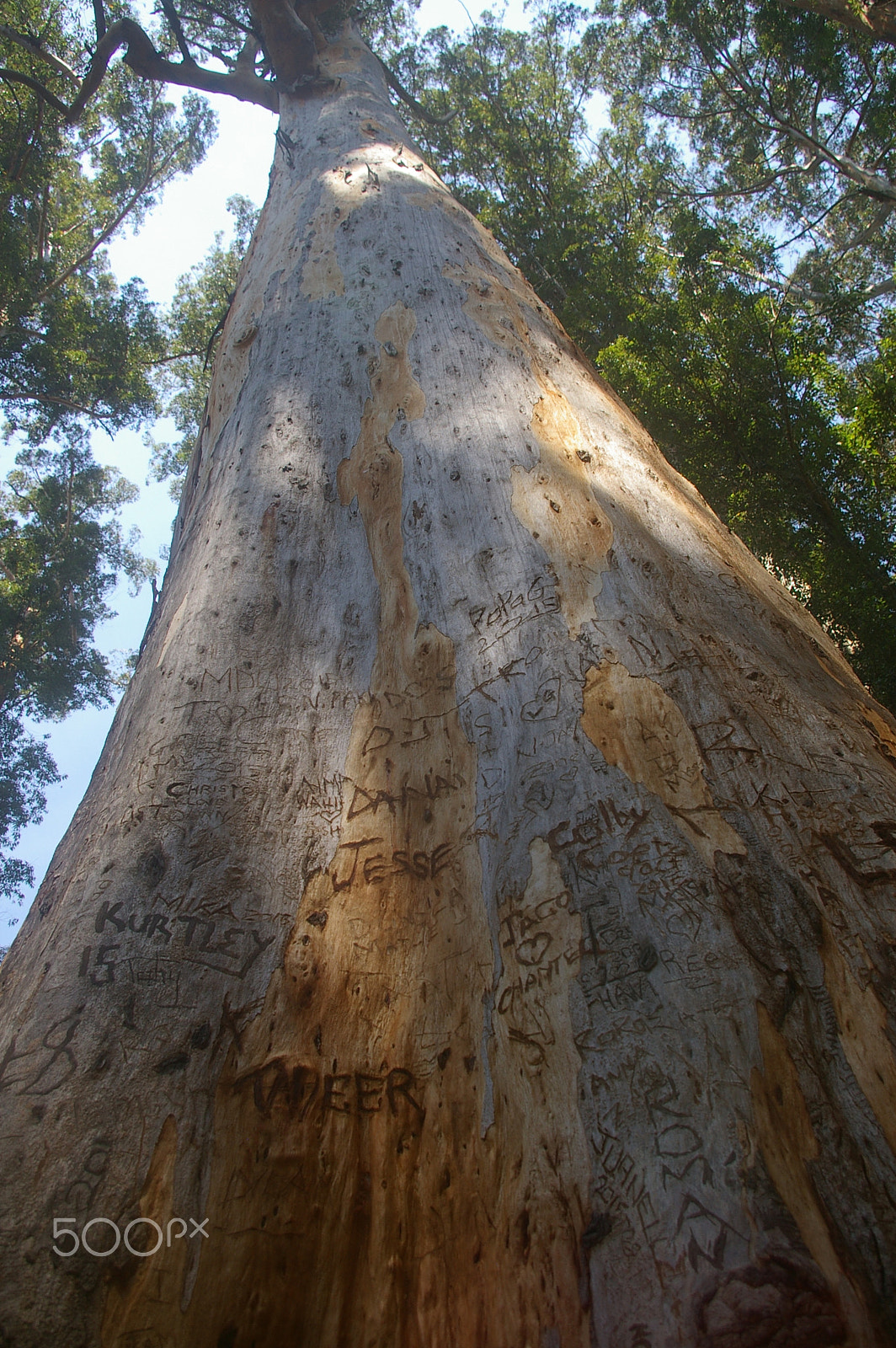 Pentax smc DA 18-55mm F3.5-5.6 AL sample photo. Graffiti tree photography