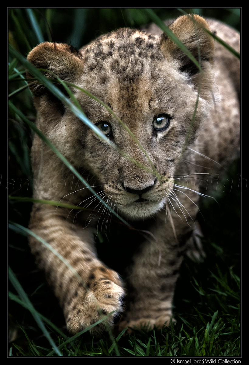 Nikon D810 sample photo. Lion (2016) photography