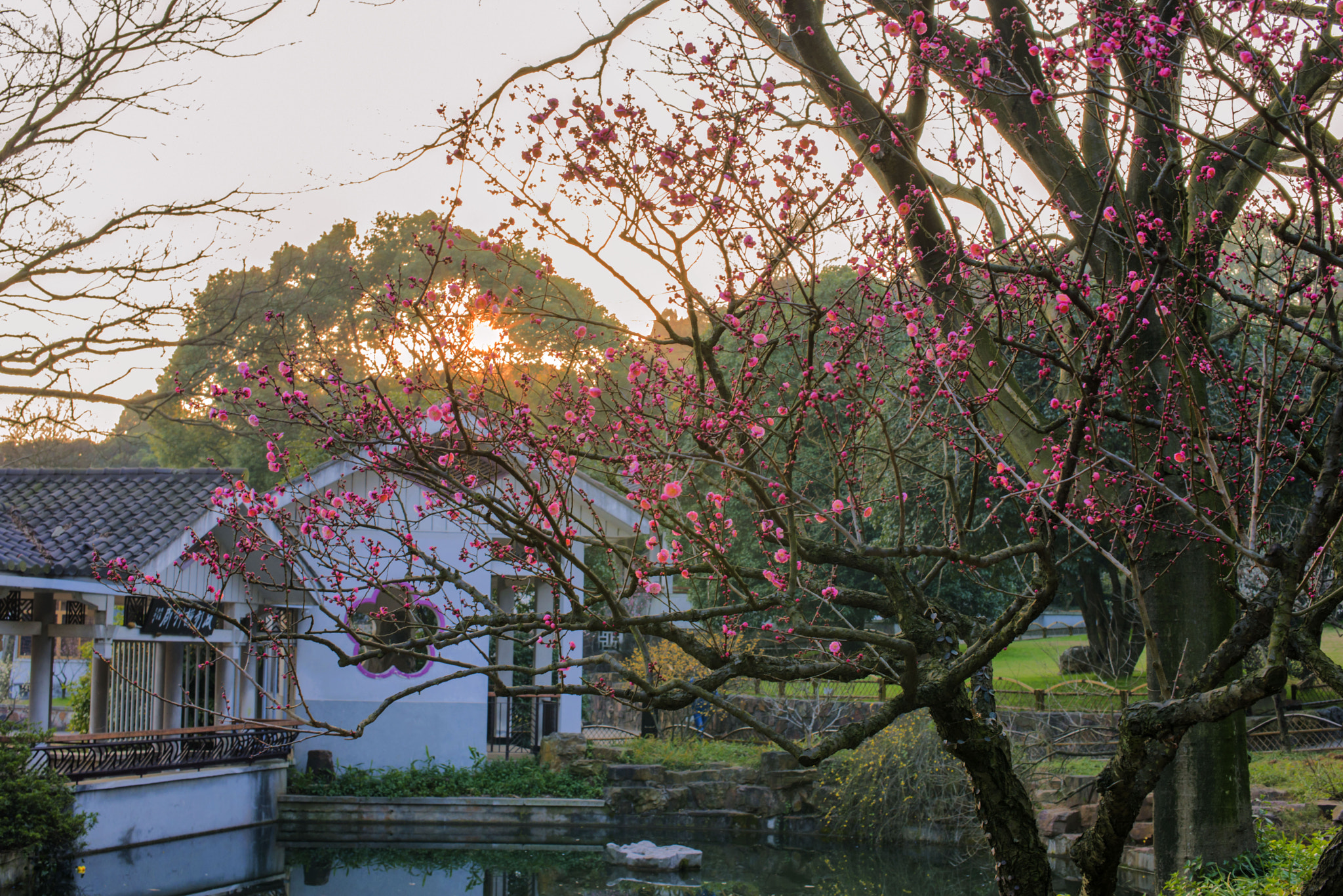 Nikon D610 + Nikon AF-S Nikkor 50mm F1.4G sample photo. Dsc photography