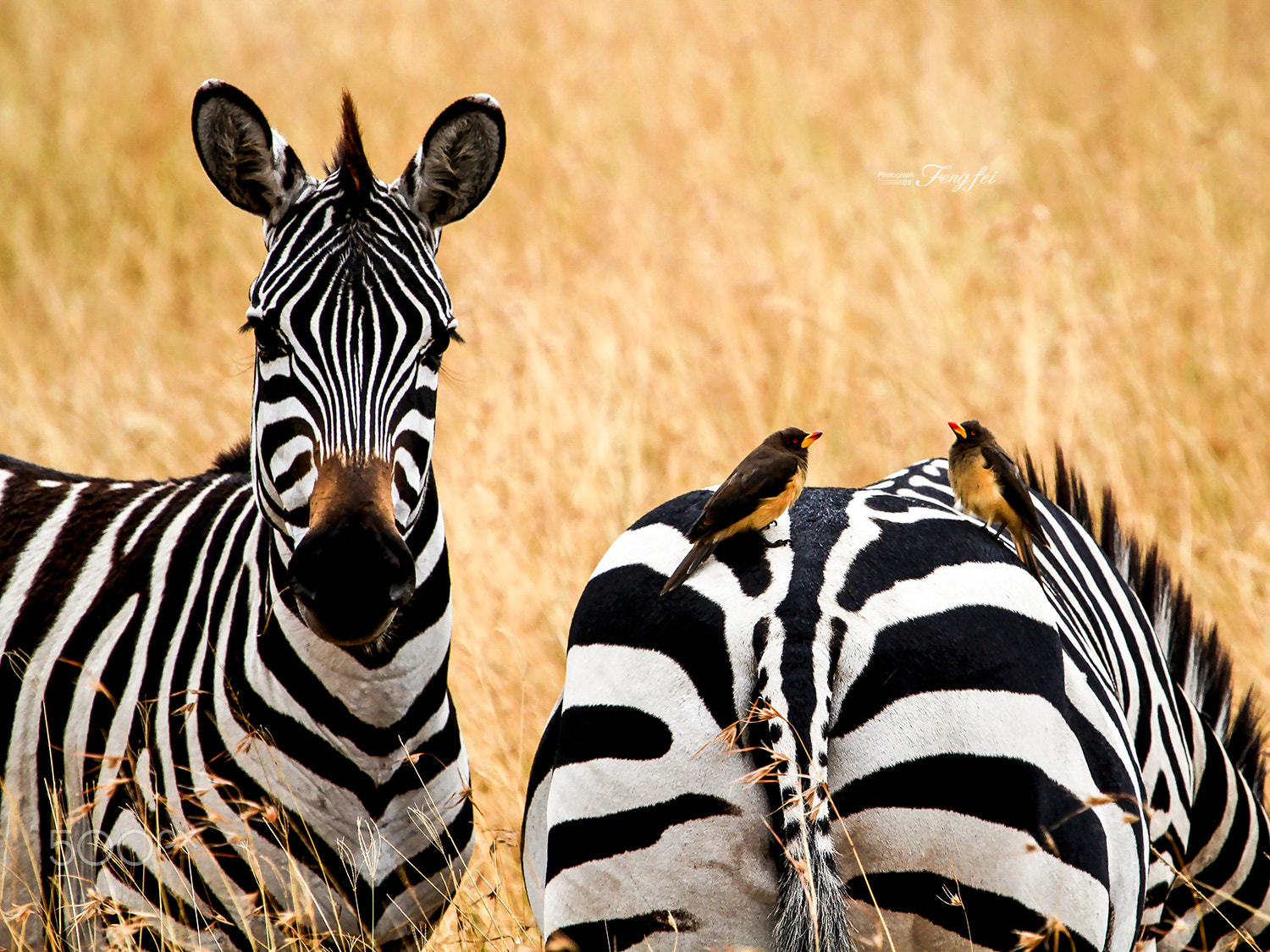Canon EF 100-400mm F4.5-5.6L IS USM sample photo. Zebra in the masai mara photography