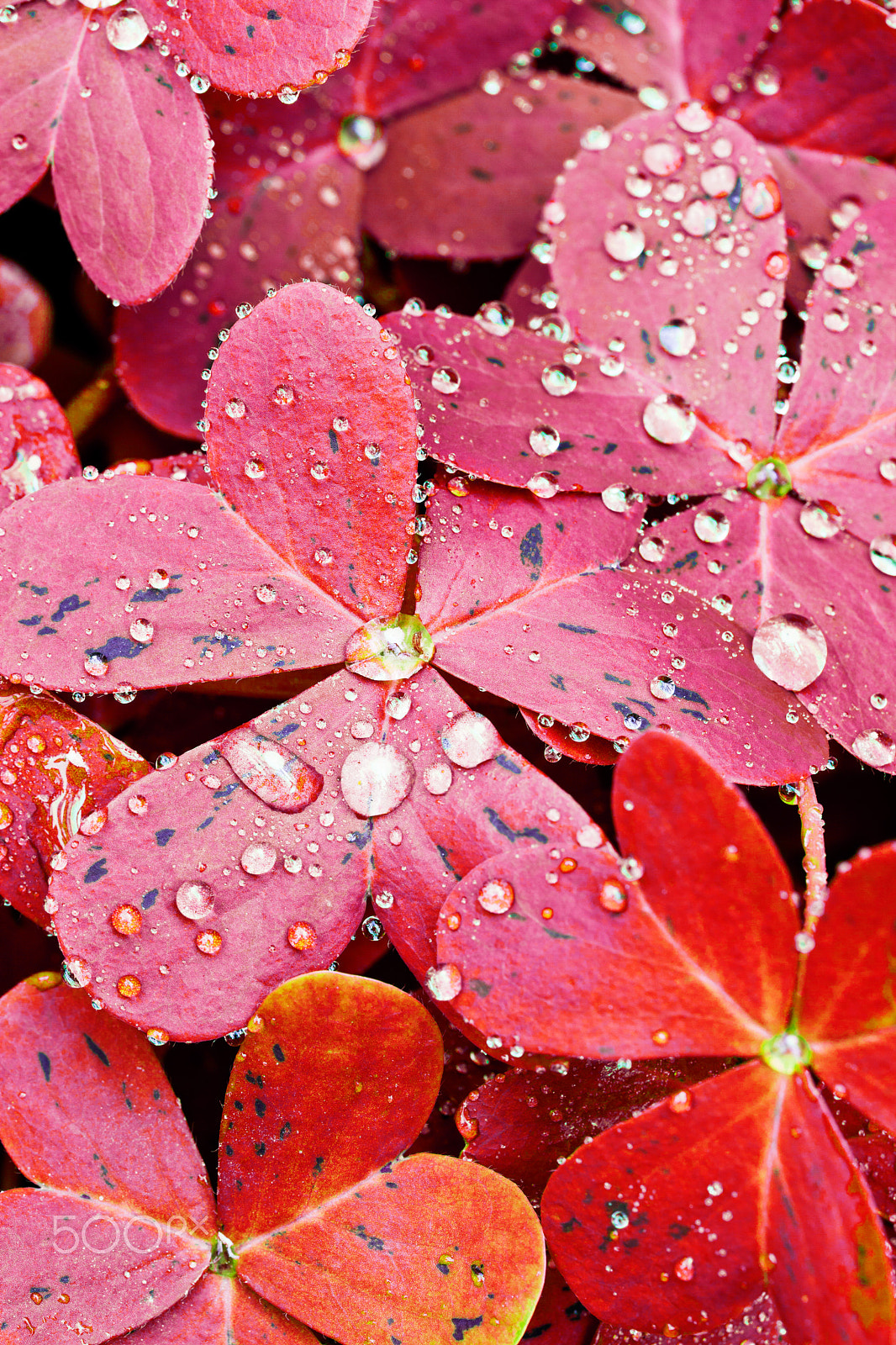 Canon EOS 5D Mark II sample photo. Red oxalis leaves photography