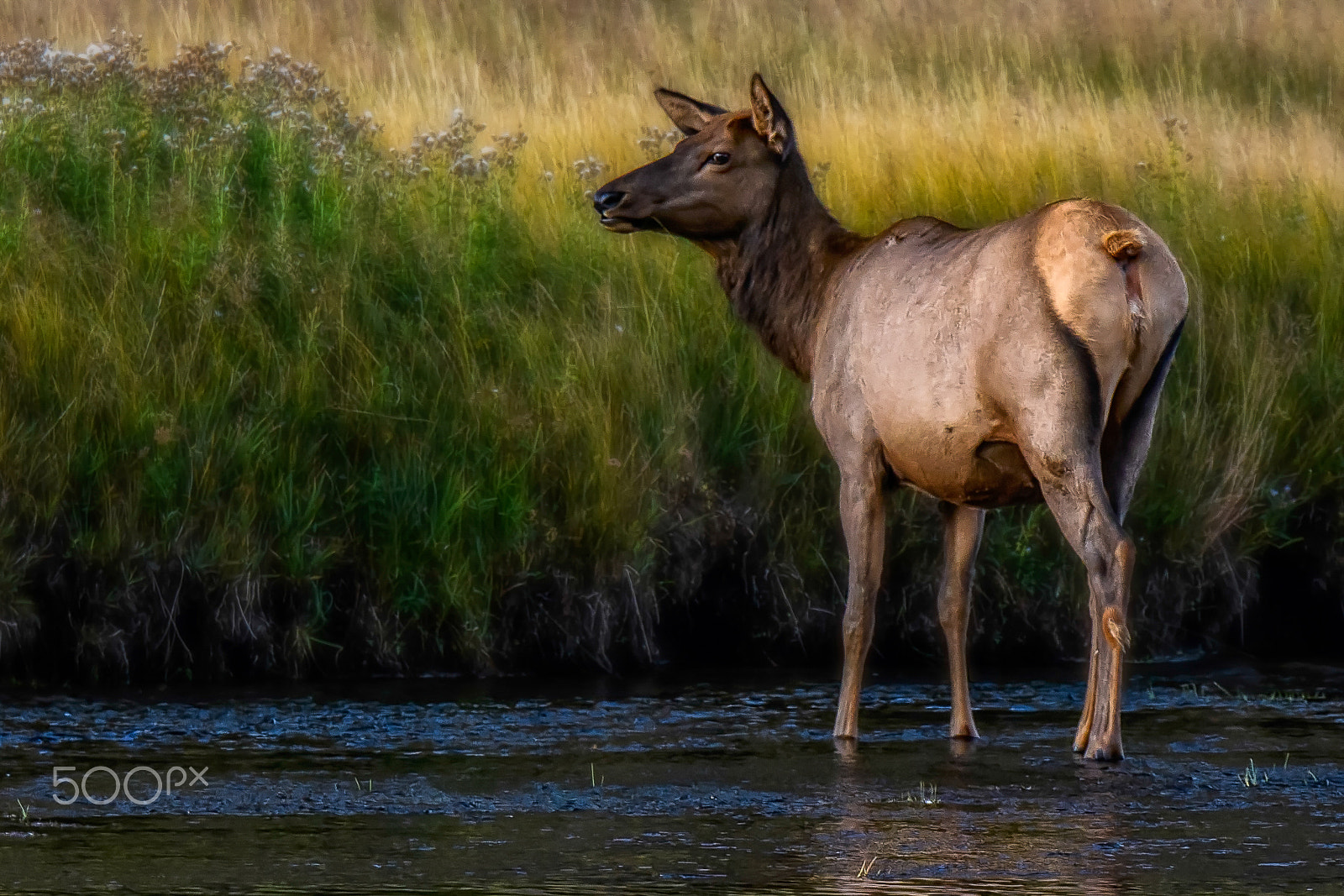 Nikon D500 sample photo. Madison river crossing photography