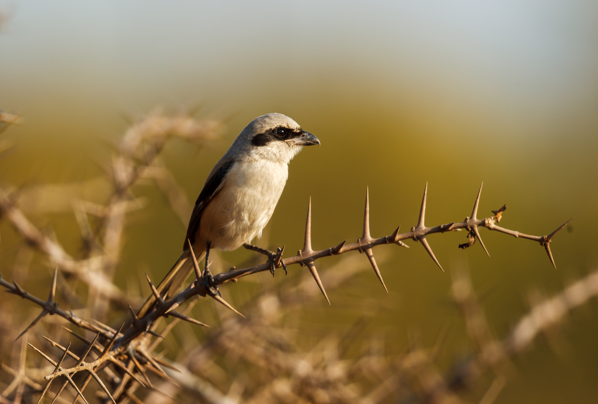 Canon EF 500mm F4L IS II USM sample photo. Classic shrike habitat - long-tailed shrike photography