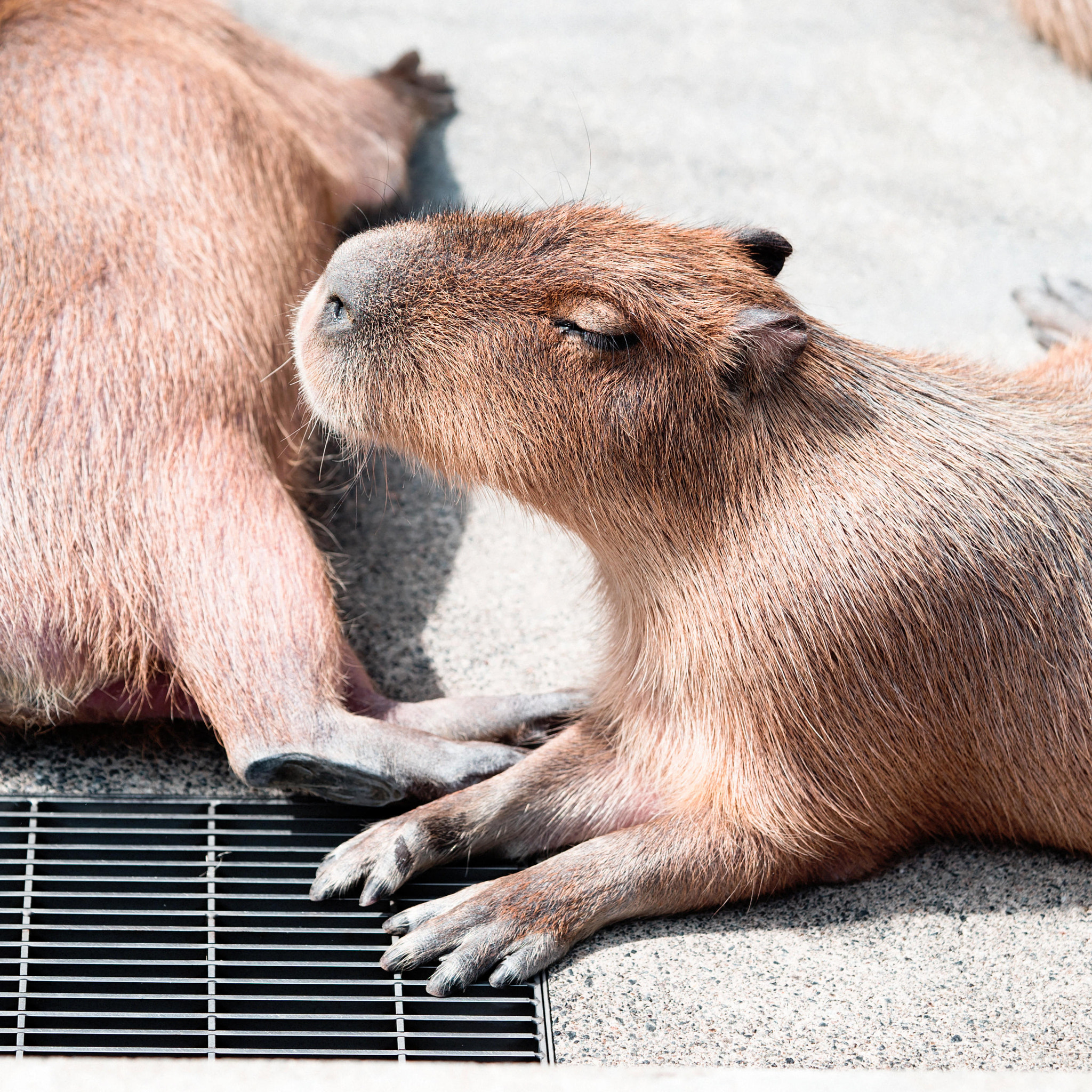 Sony a7S + Sony FE 90mm F2.8 Macro G OSS sample photo. いしかわ動物園 photography