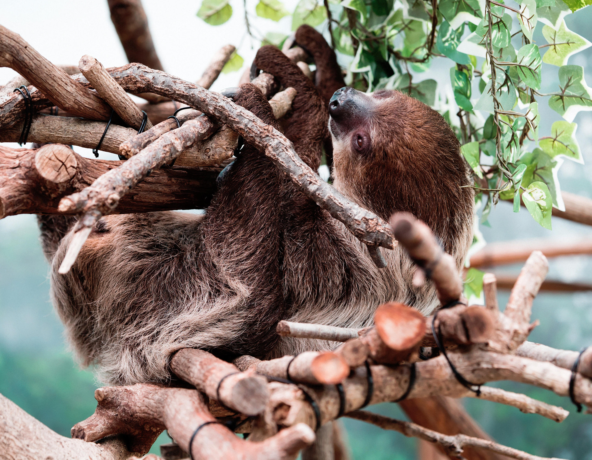 Sony a7S sample photo. いしかわ動物園 photography