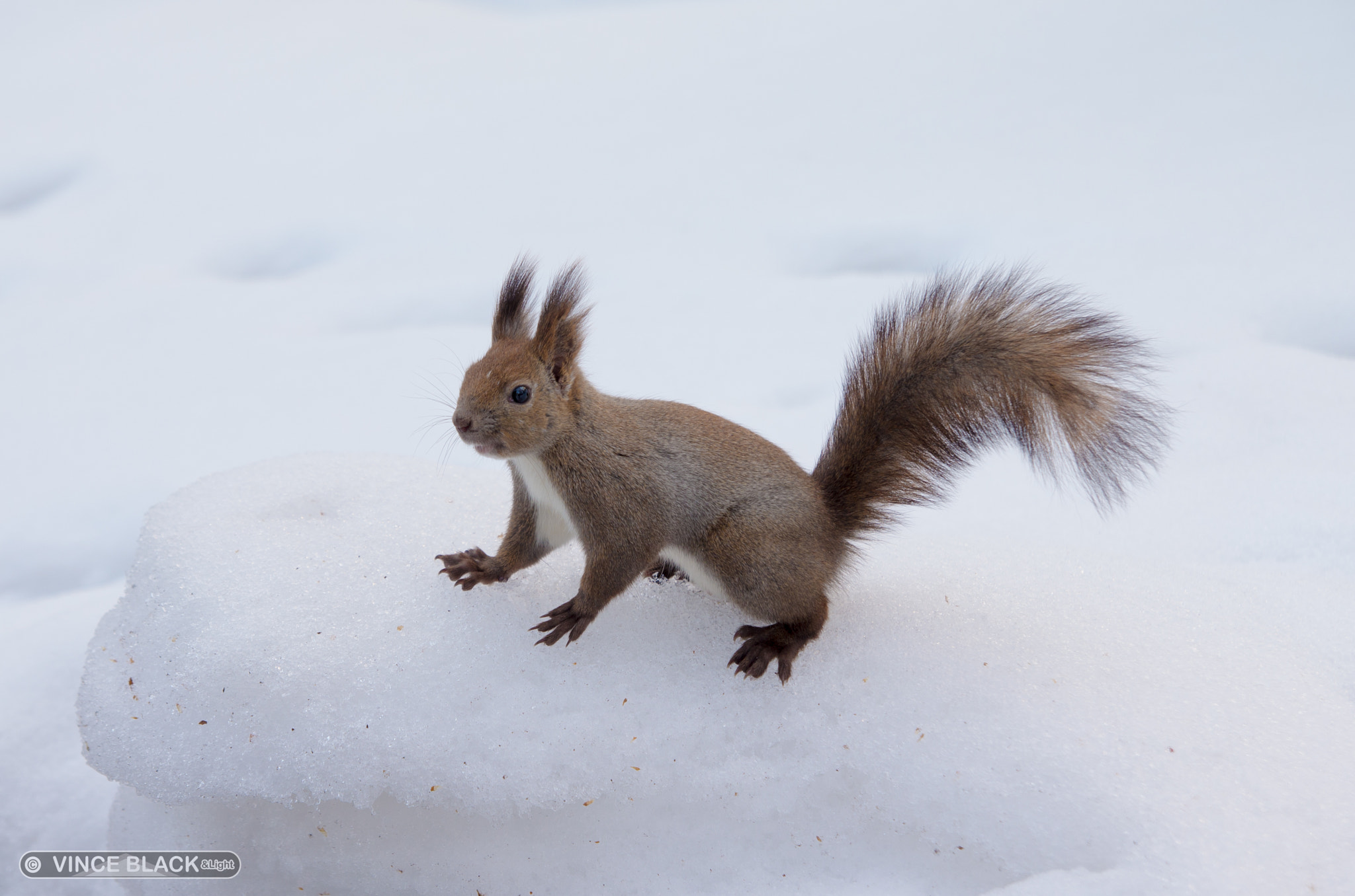 Pentax K-5 II sample photo. Squirrel on the snow photography
