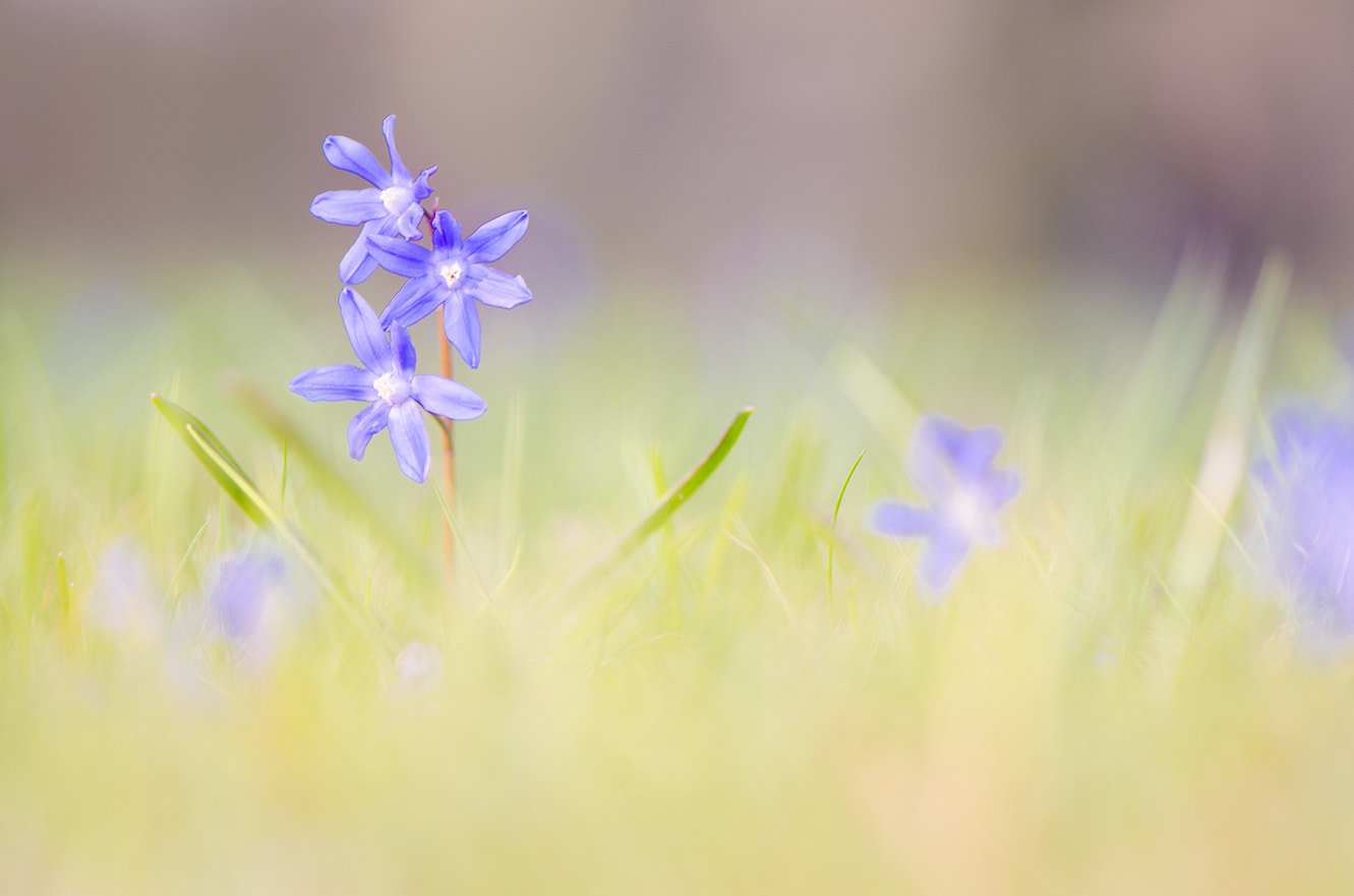 Nikon AF-S Micro-Nikkor 105mm F2.8G IF-ED VR sample photo. **\ photography