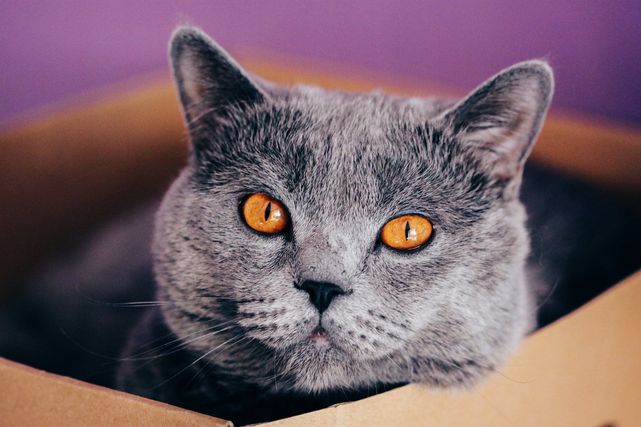 Canon EF 100mm F2.8 Macro USM sample photo. Cat portrait photography