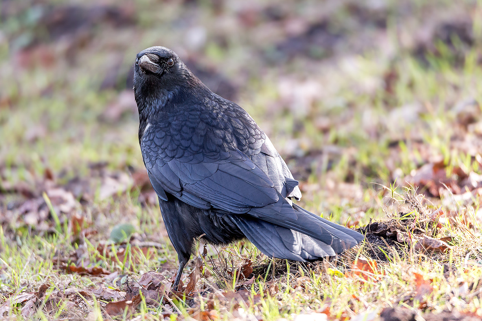 Tamron SP 150-600mm F5-6.3 Di VC USD sample photo. Crow photography