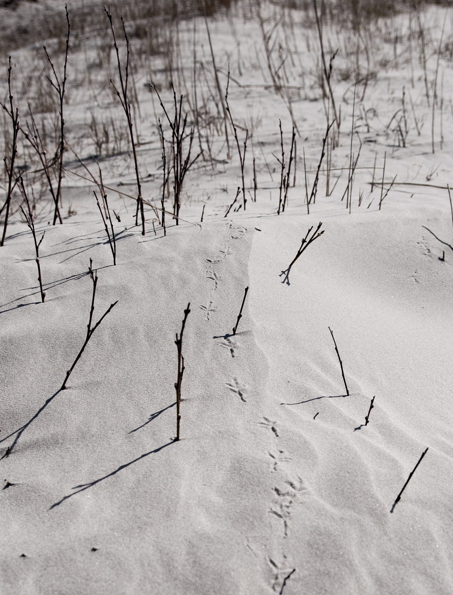 Nikon D90 sample photo. Walking through the sand photography