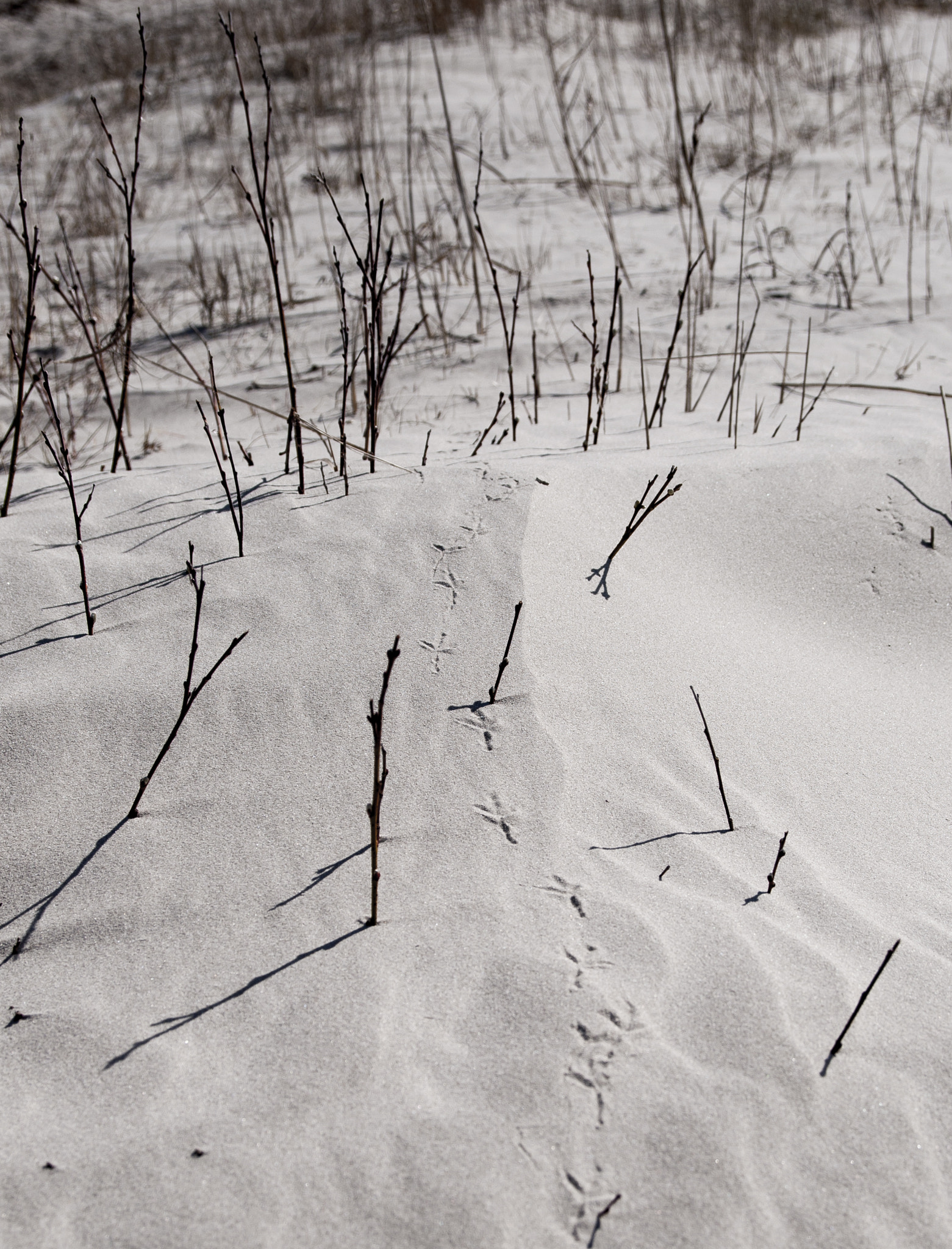 Sigma 17-70mm F2.8-4 DC Macro OS HSM sample photo. Walking through the sand photography