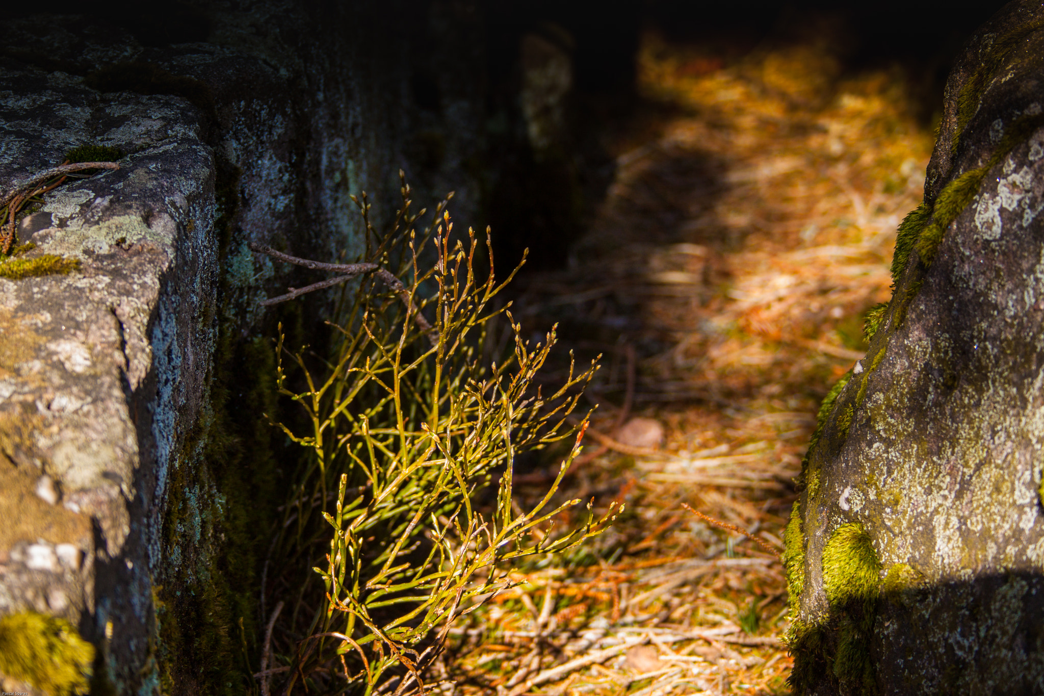 Canon EF-S 18-55mm F3.5-5.6 II sample photo. Nature wall photography