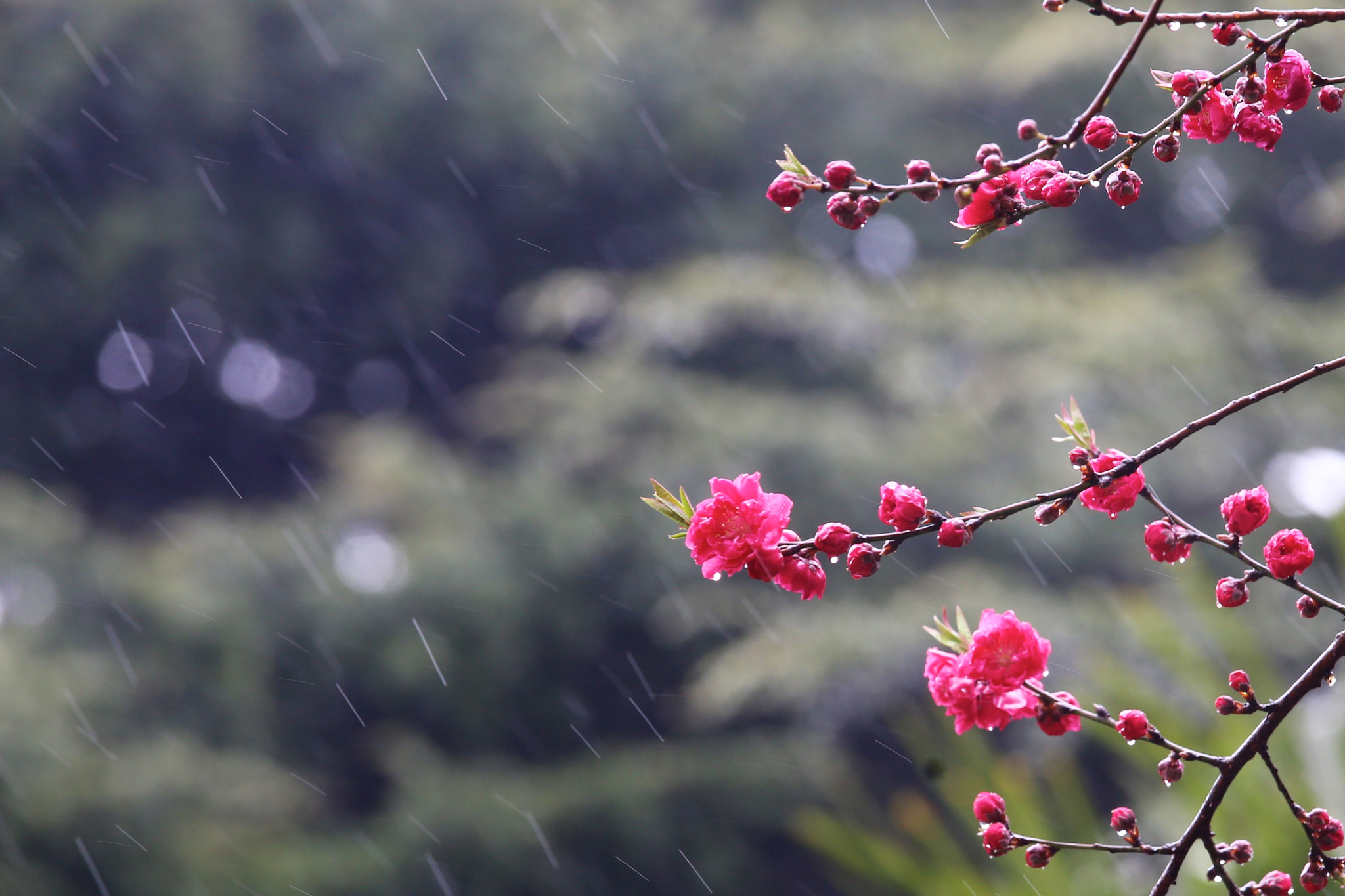 Canon EOS 6D + Canon EF 70-200mm F4L IS USM sample photo. Rain photography