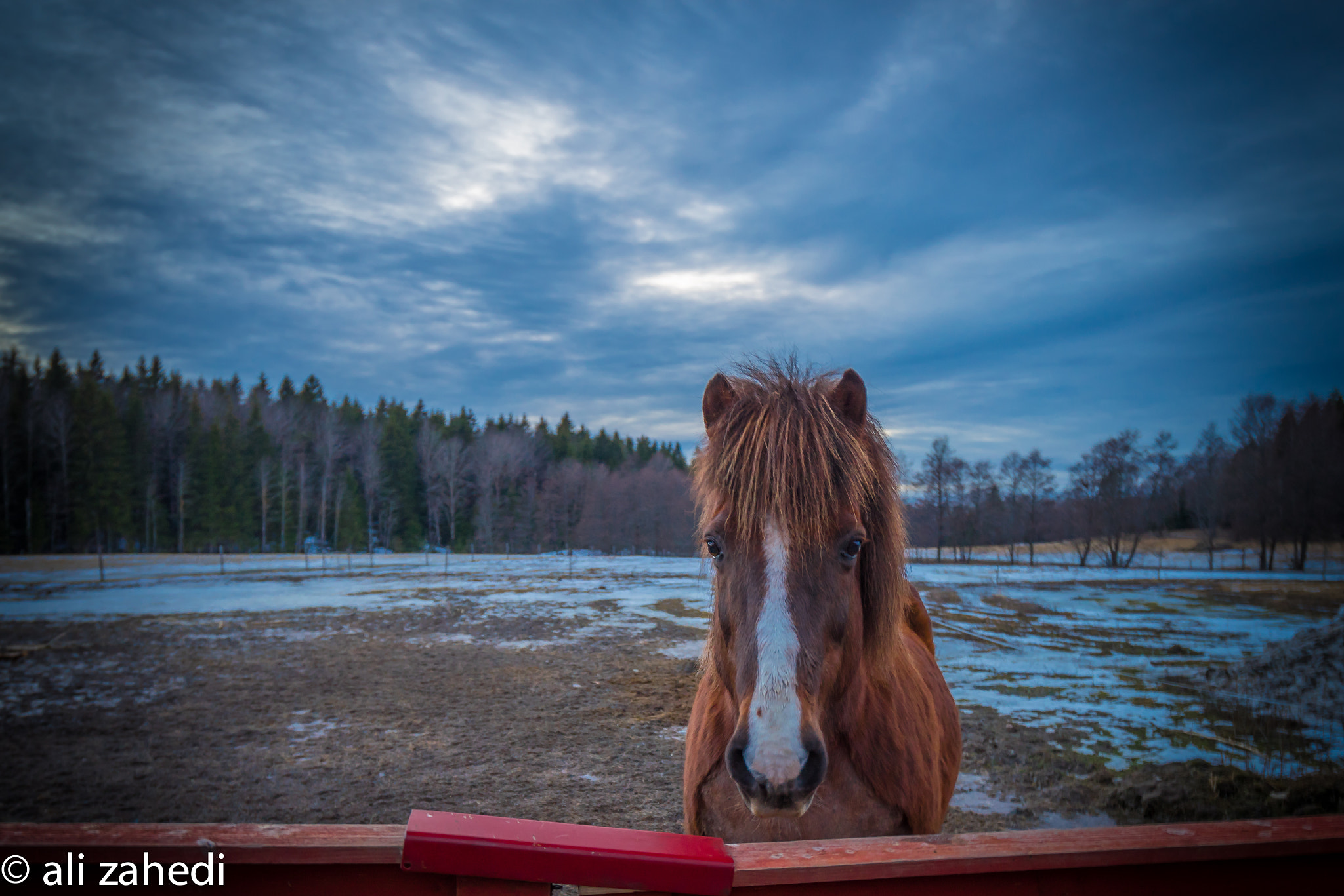 Sony a7R + Sony Vario-Tessar T* FE 16-35mm F4 ZA OSS sample photo. Horse photography