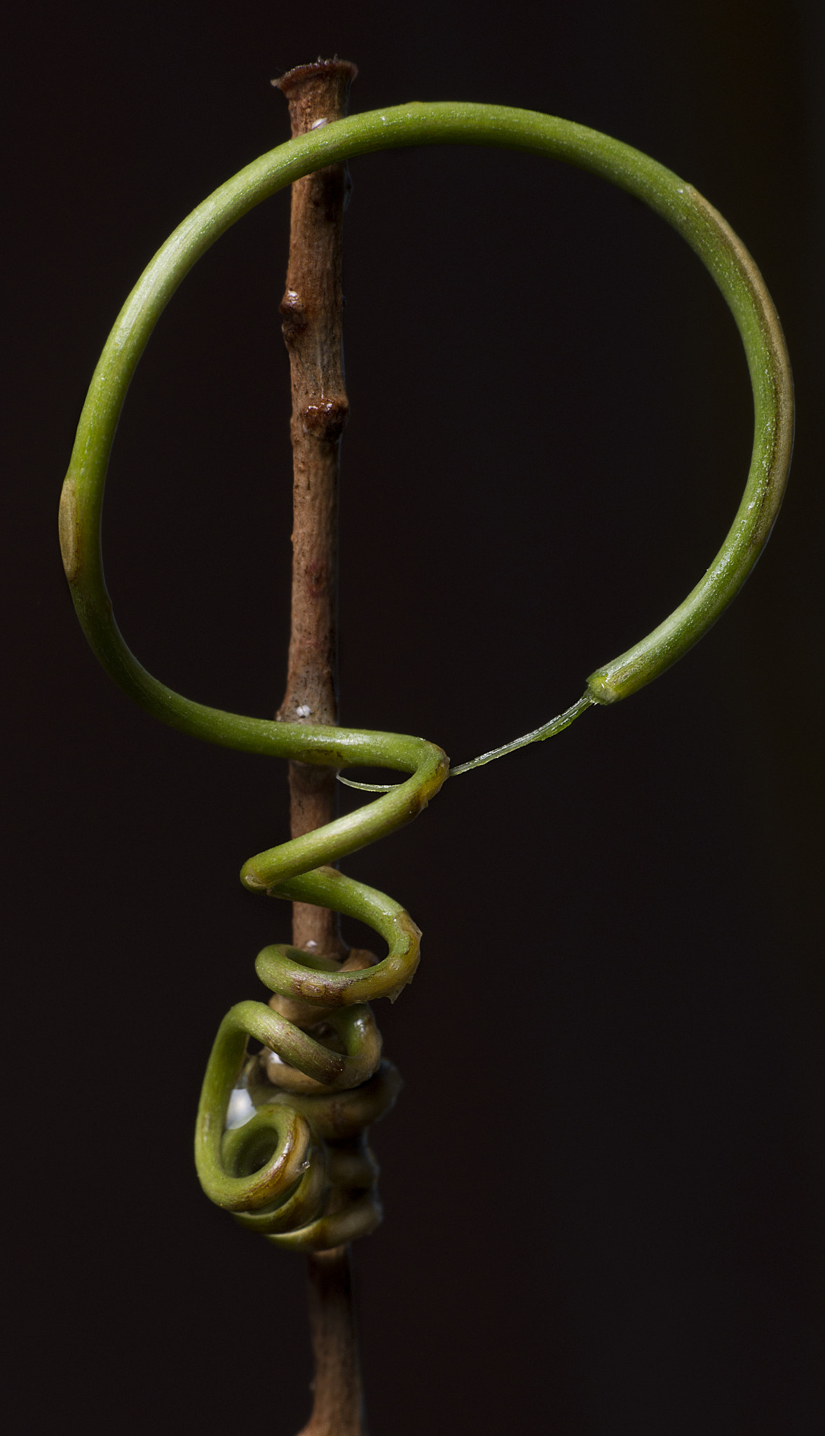 Nikon AF Nikkor 50mm F1.8D sample photo. Nature forms photography
