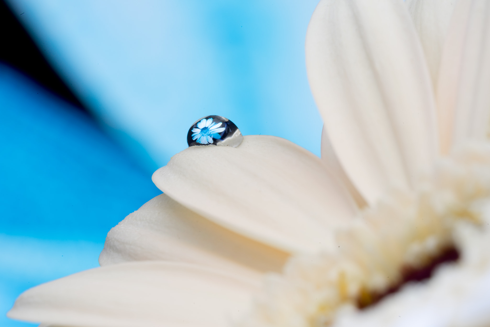 Sony a7 II + Sony FE 90mm F2.8 Macro G OSS sample photo. Macroflower photography