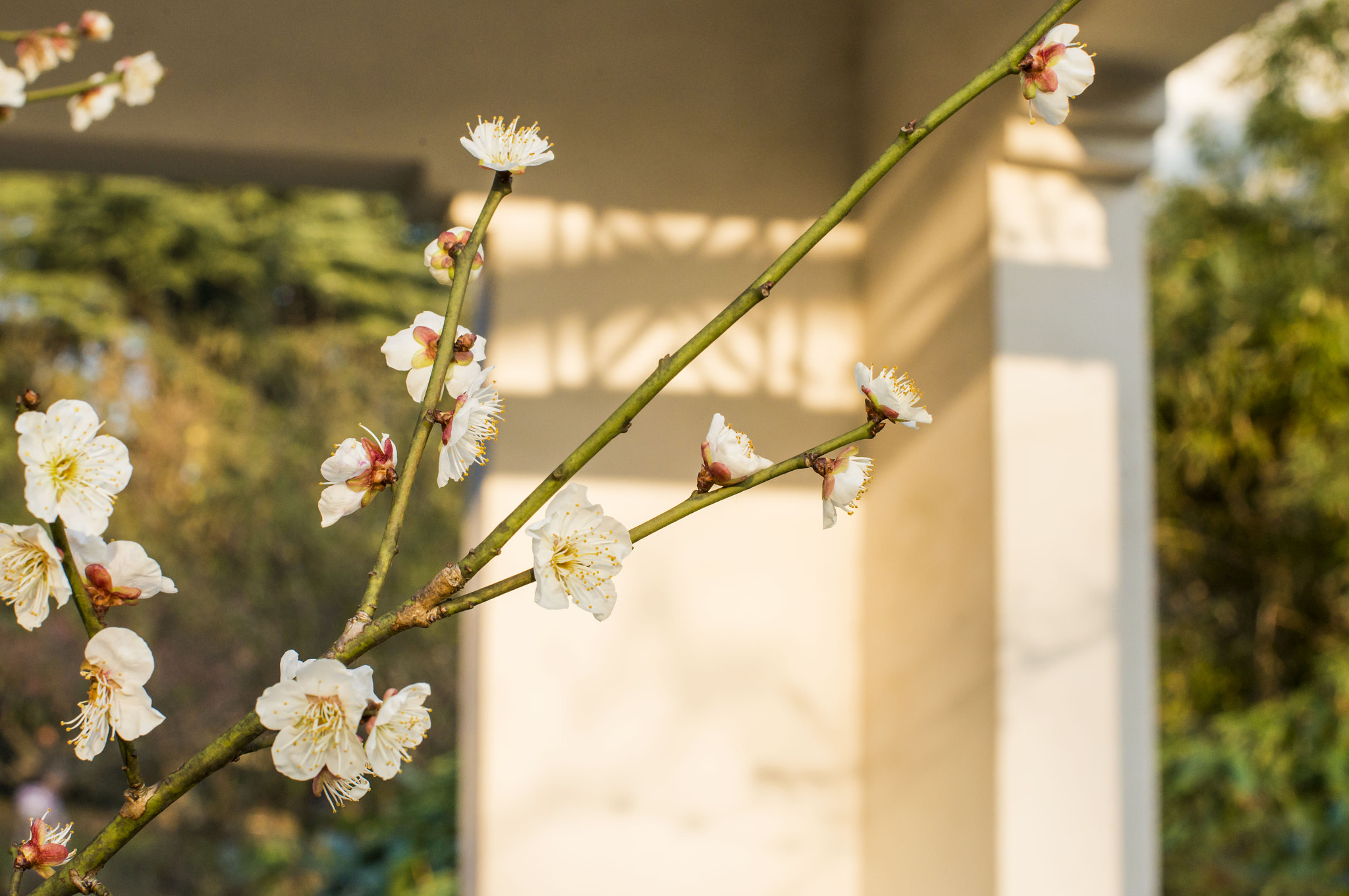 Nikon D610 + Nikon AF-S Nikkor 50mm F1.4G sample photo. Dsc photography